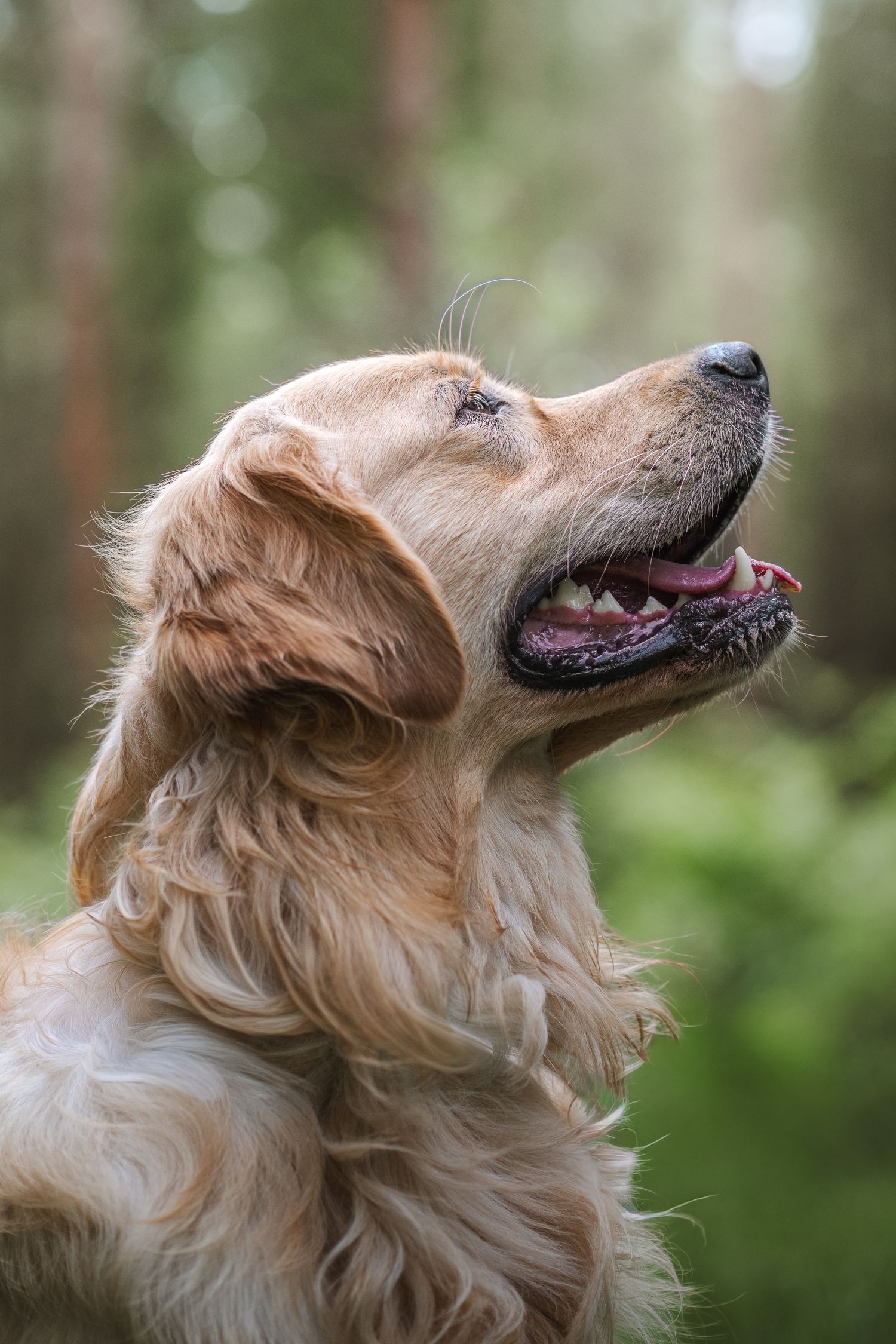 golden retriever lynford stag norfolk