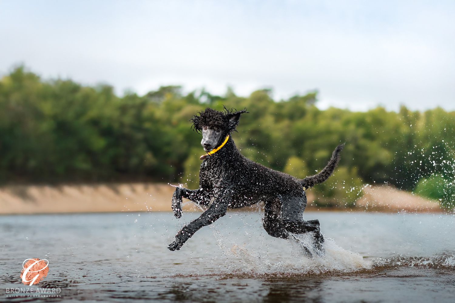 award winning pet image from the guild of photographers standard poodle dog in water at kings lynn