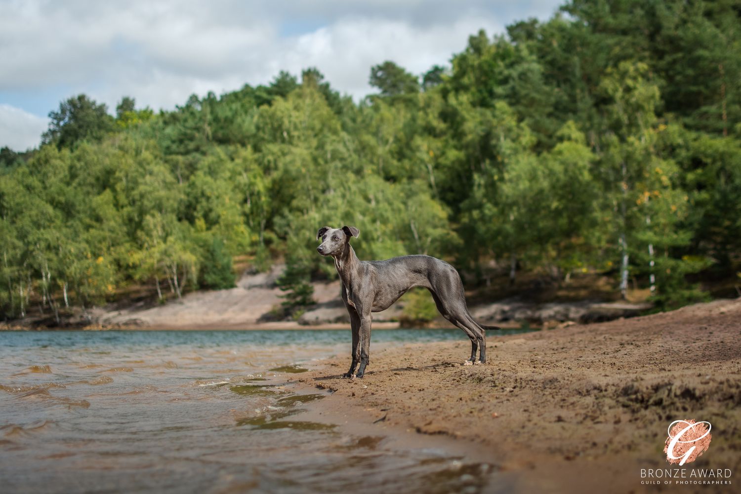award winning pet image from the guild of photographers whippet dog posing on the waters edge in bawsey country park kings lynn