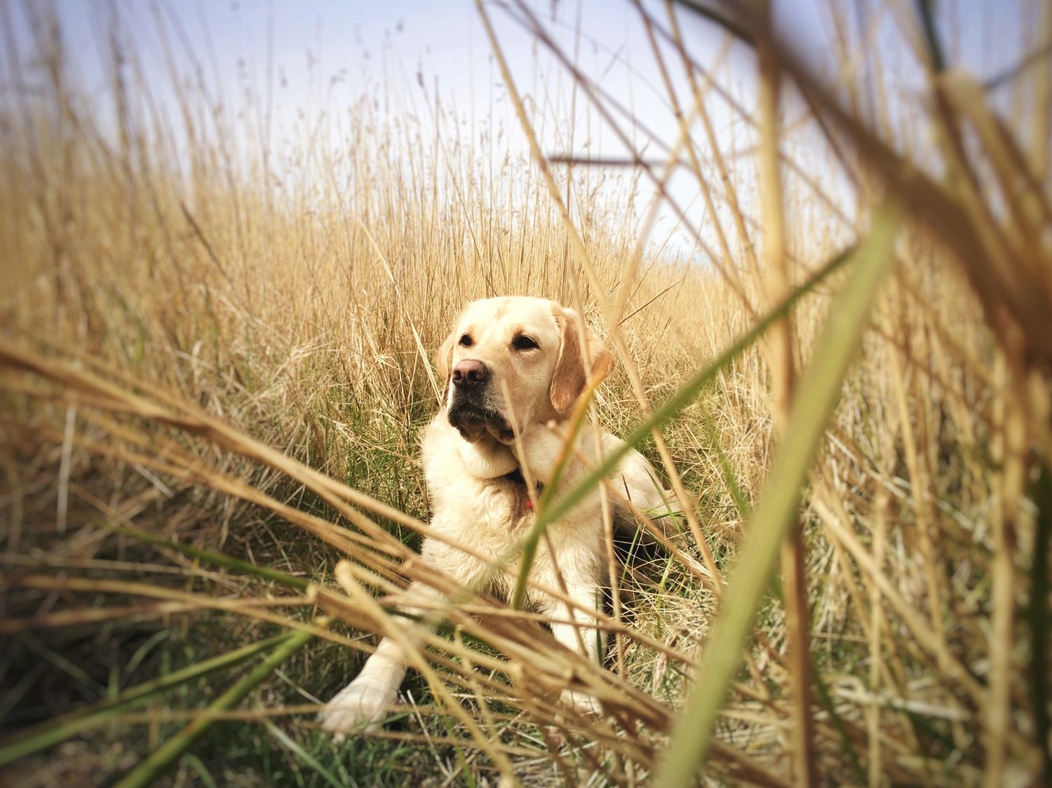 labrador sat in long grass