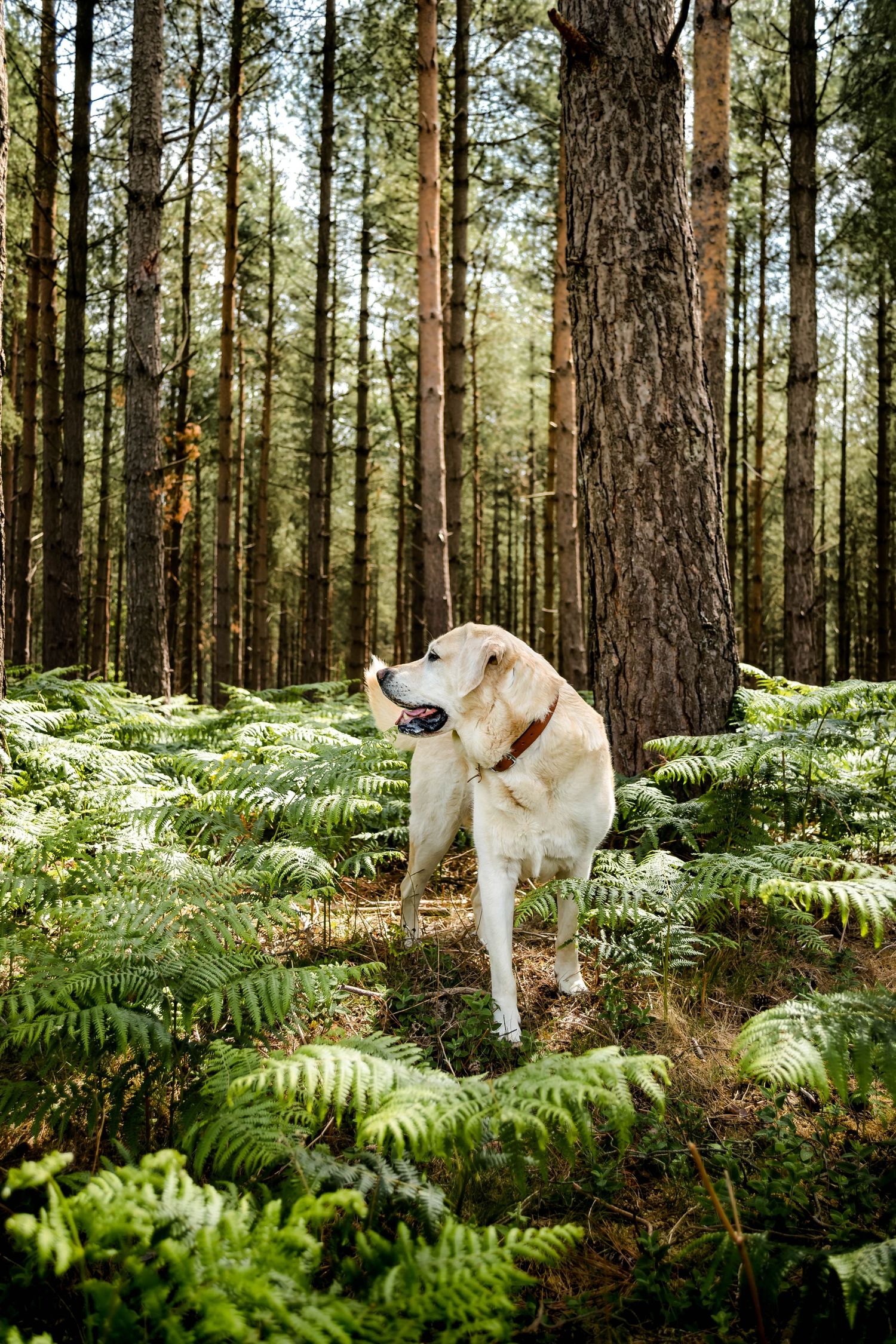 labrador looking over its shoulder in thetford forest