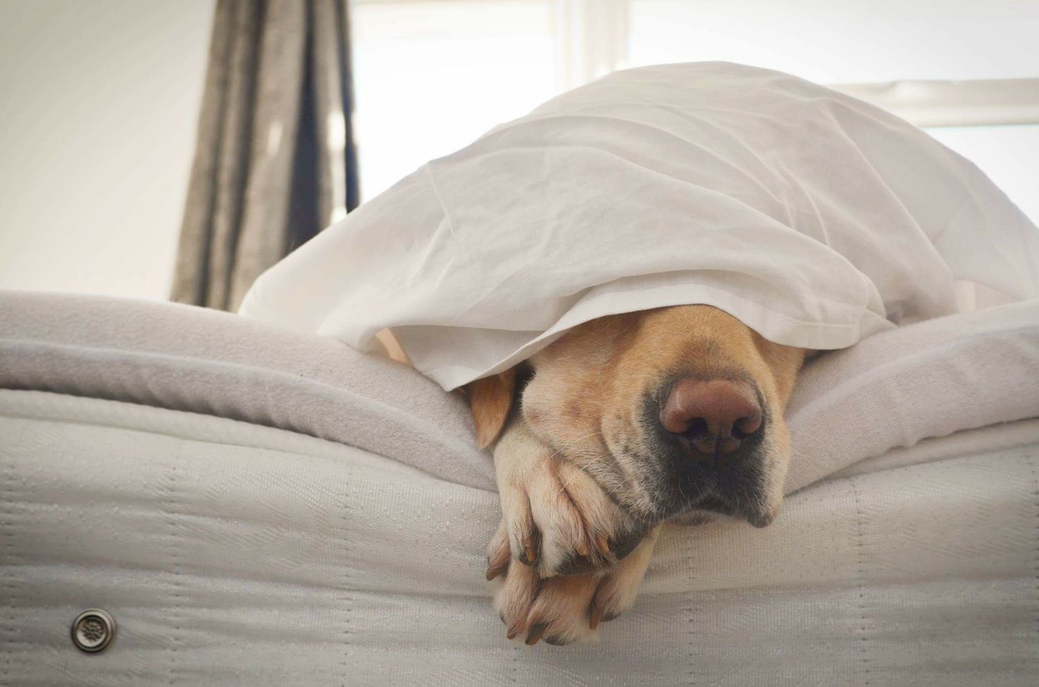 labradors nose and paws tucked away under some bedsheets