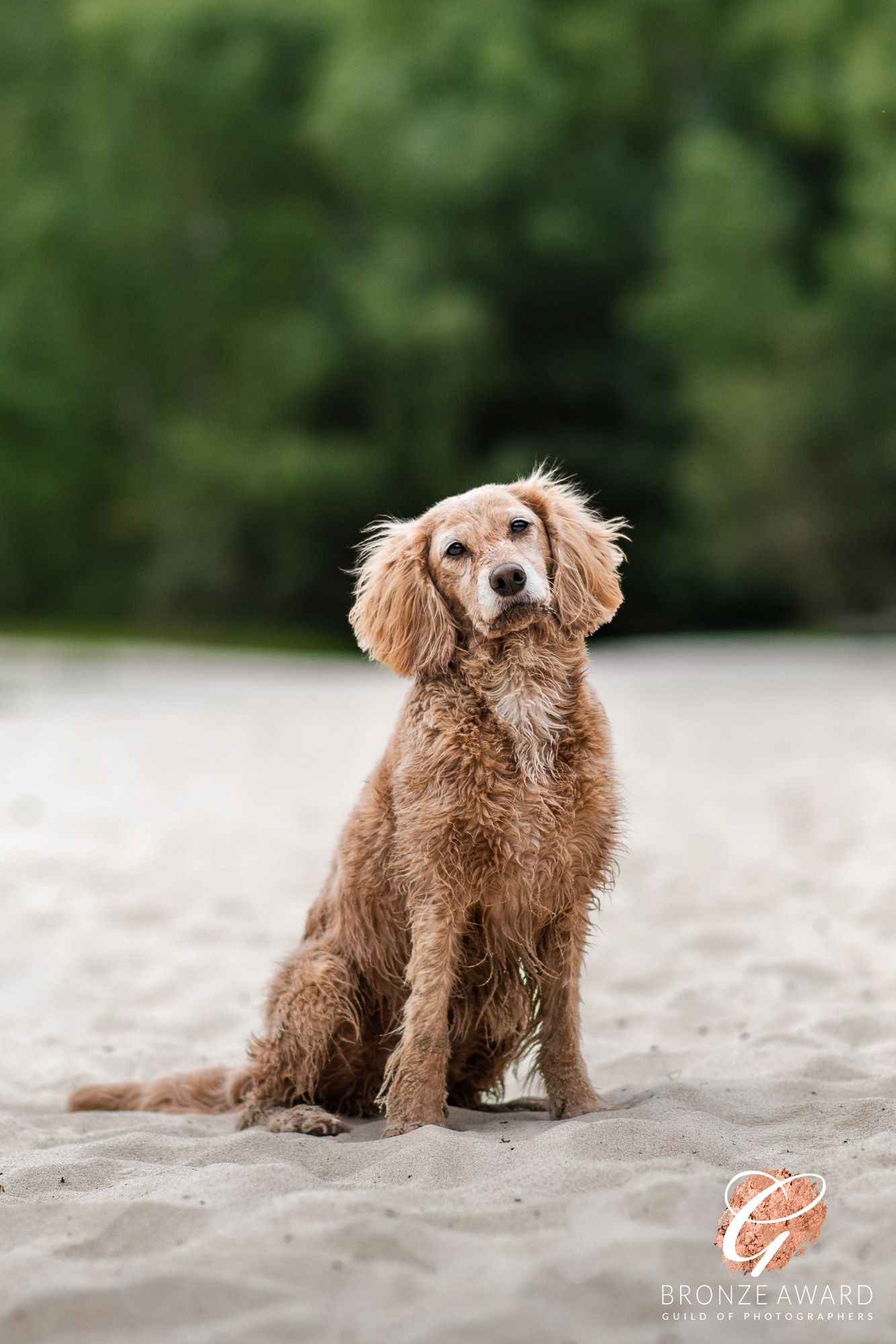 award winning pet image from the guild of photographers cockapoo spaniel dog sat on the sand in kings lynn norfolk