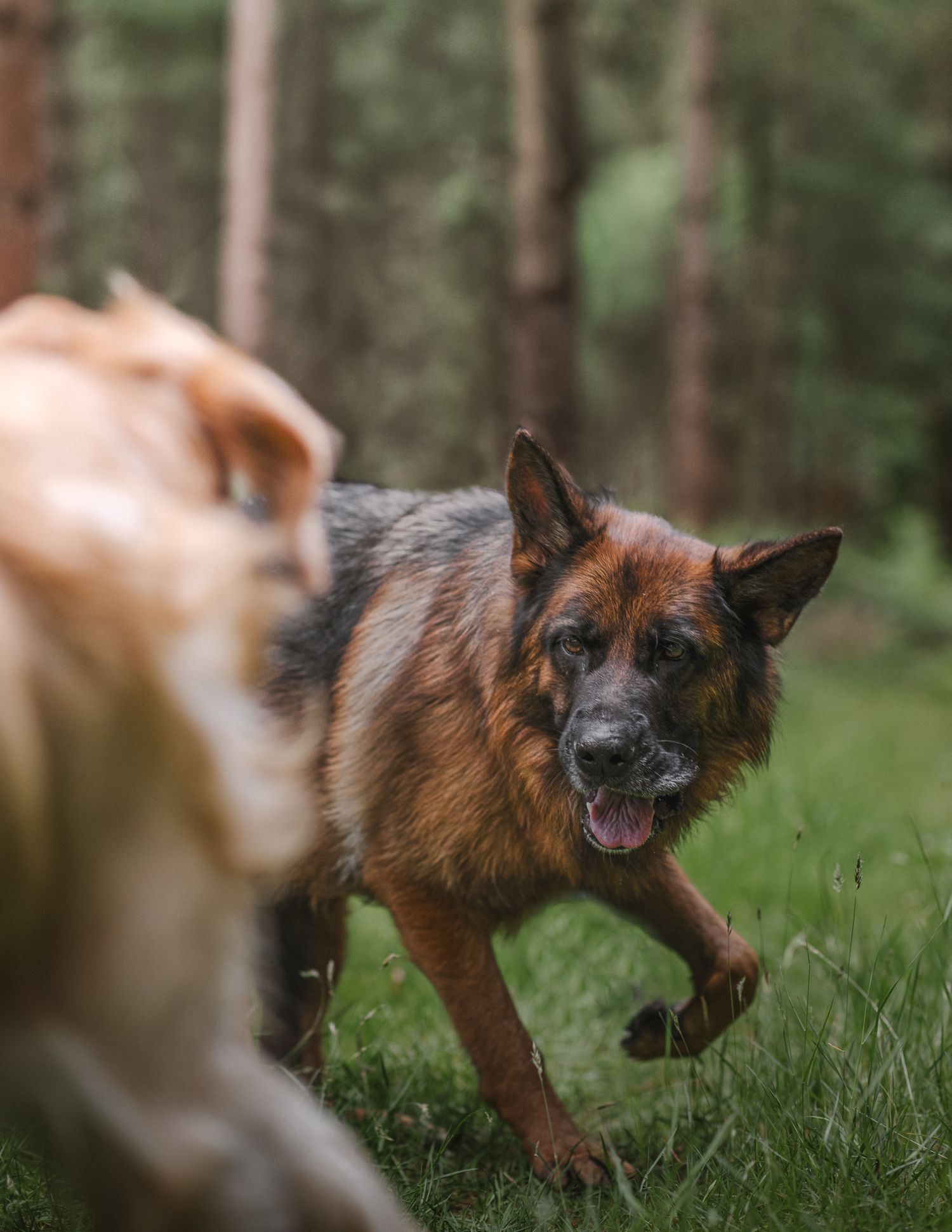 german shepherd, GSD, playing with another in lynford stag norfolk