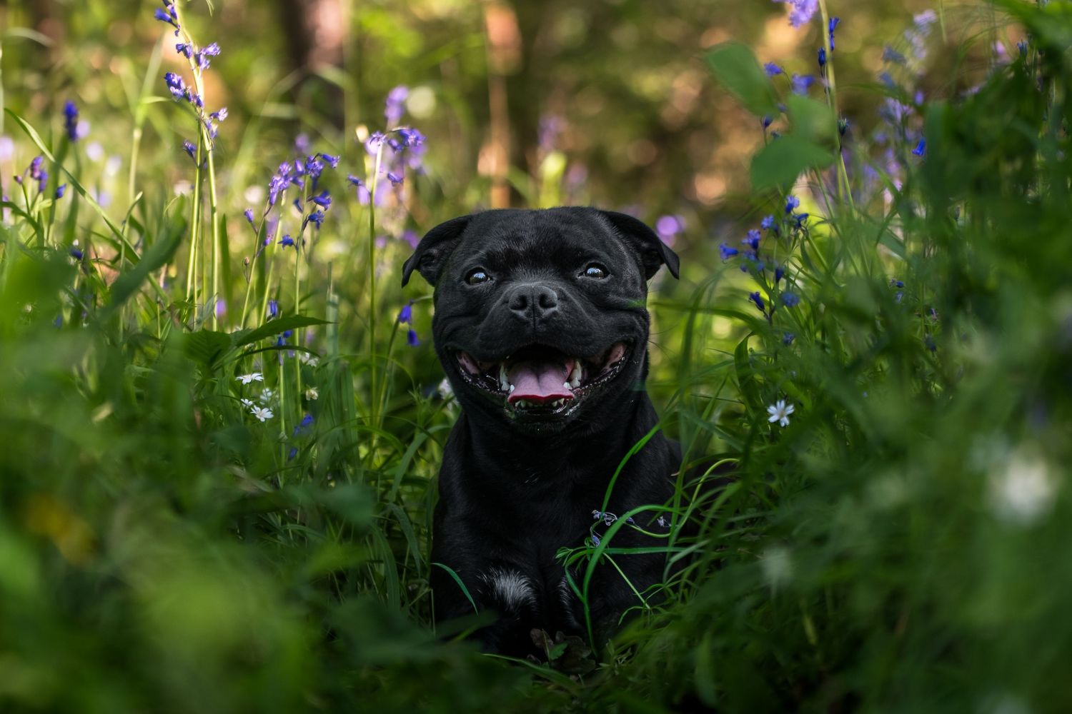 staffie dog posing in blubells