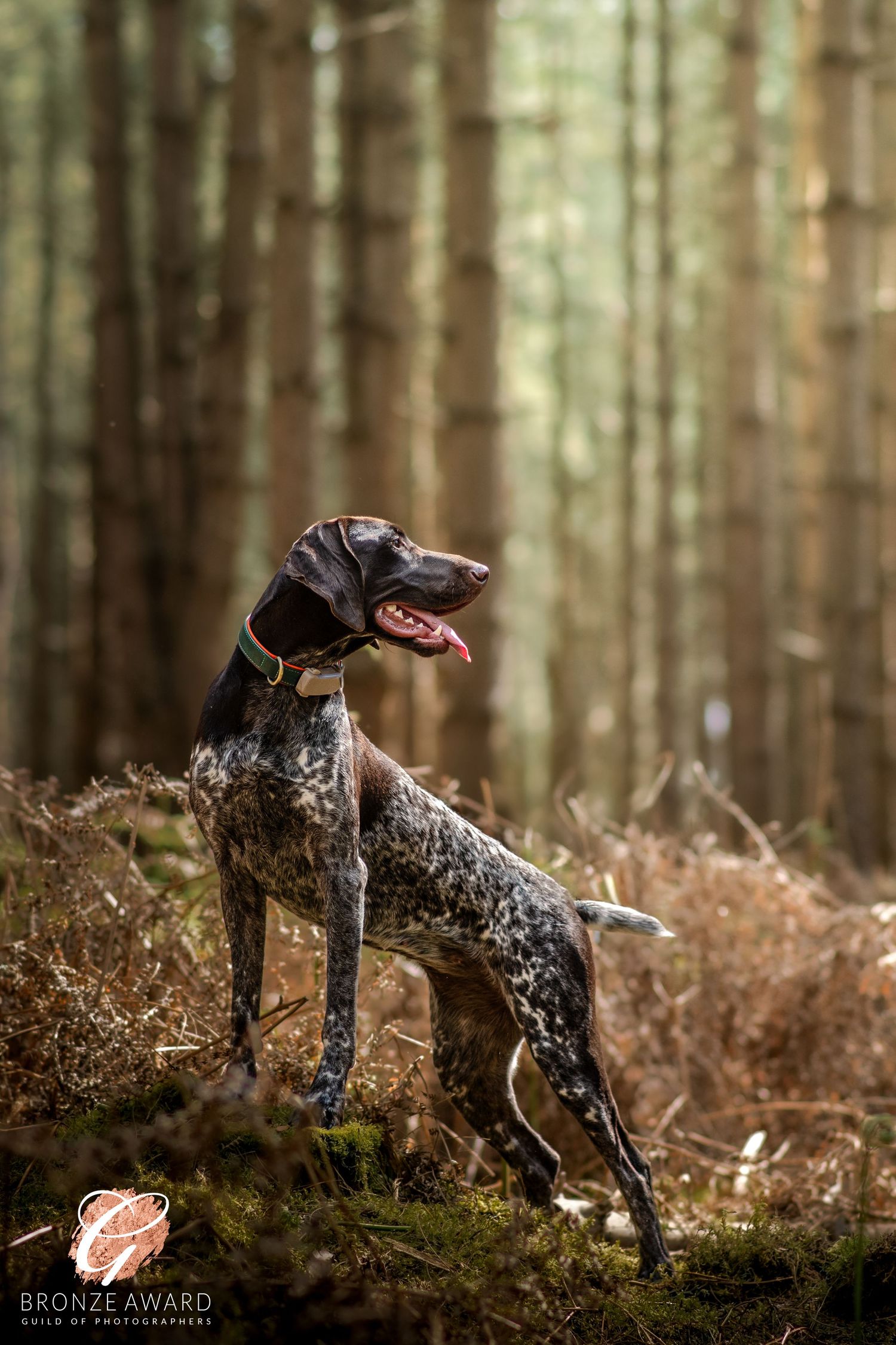 award winning pet image from the guild of photographers german shorthaired pointer - GSP stood posing at warren lodge thetford
