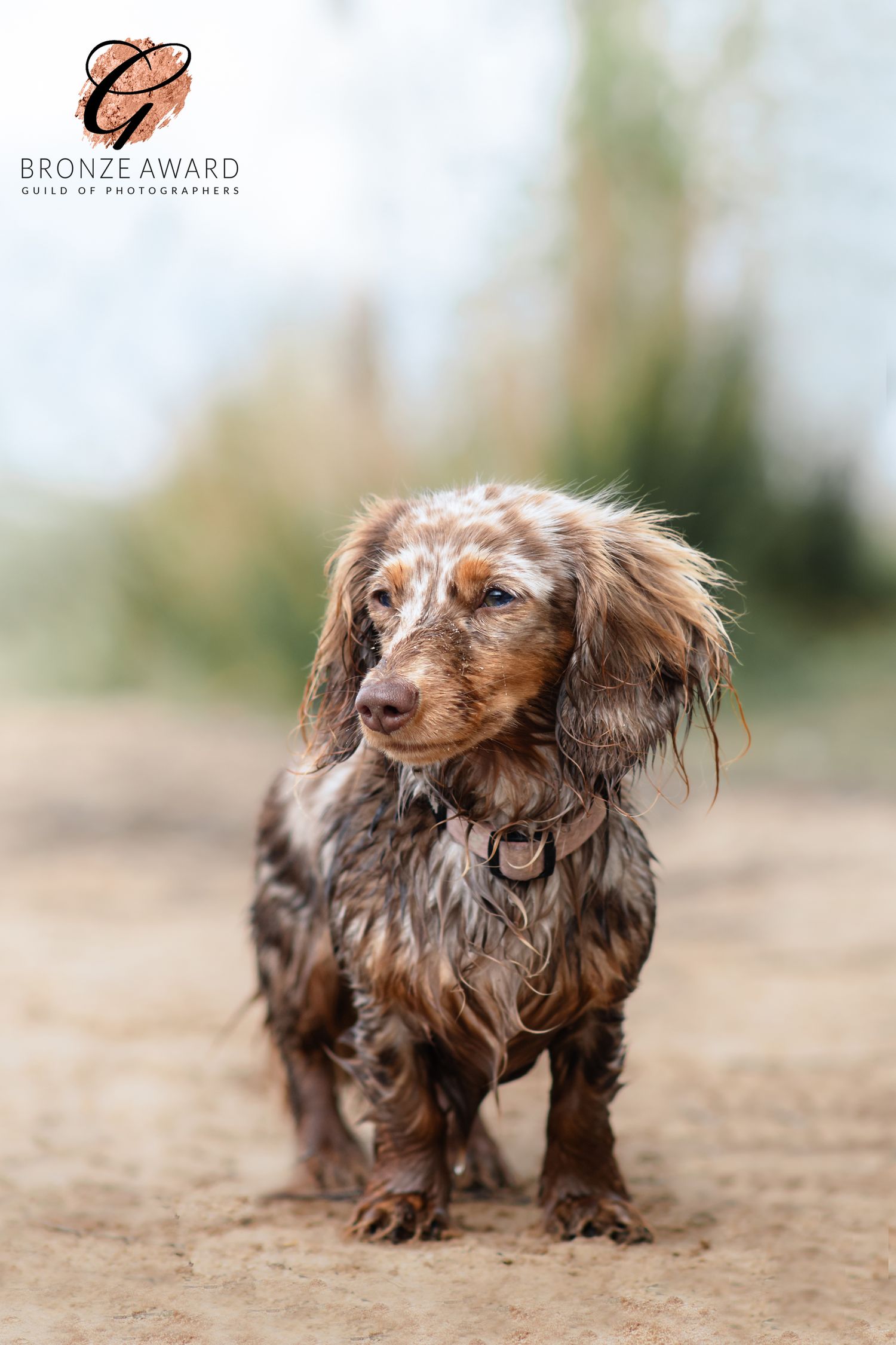 award winning pet image from the guild of photographers dachshund dog on a beach at bawsey in kings lynn