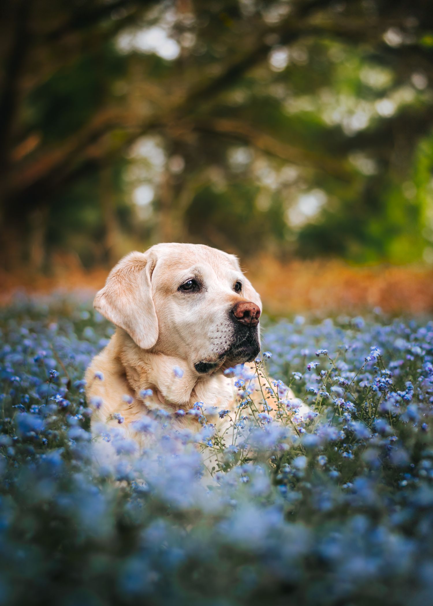labrador laying looking wise laying in flowers in norfolk, thetford forest