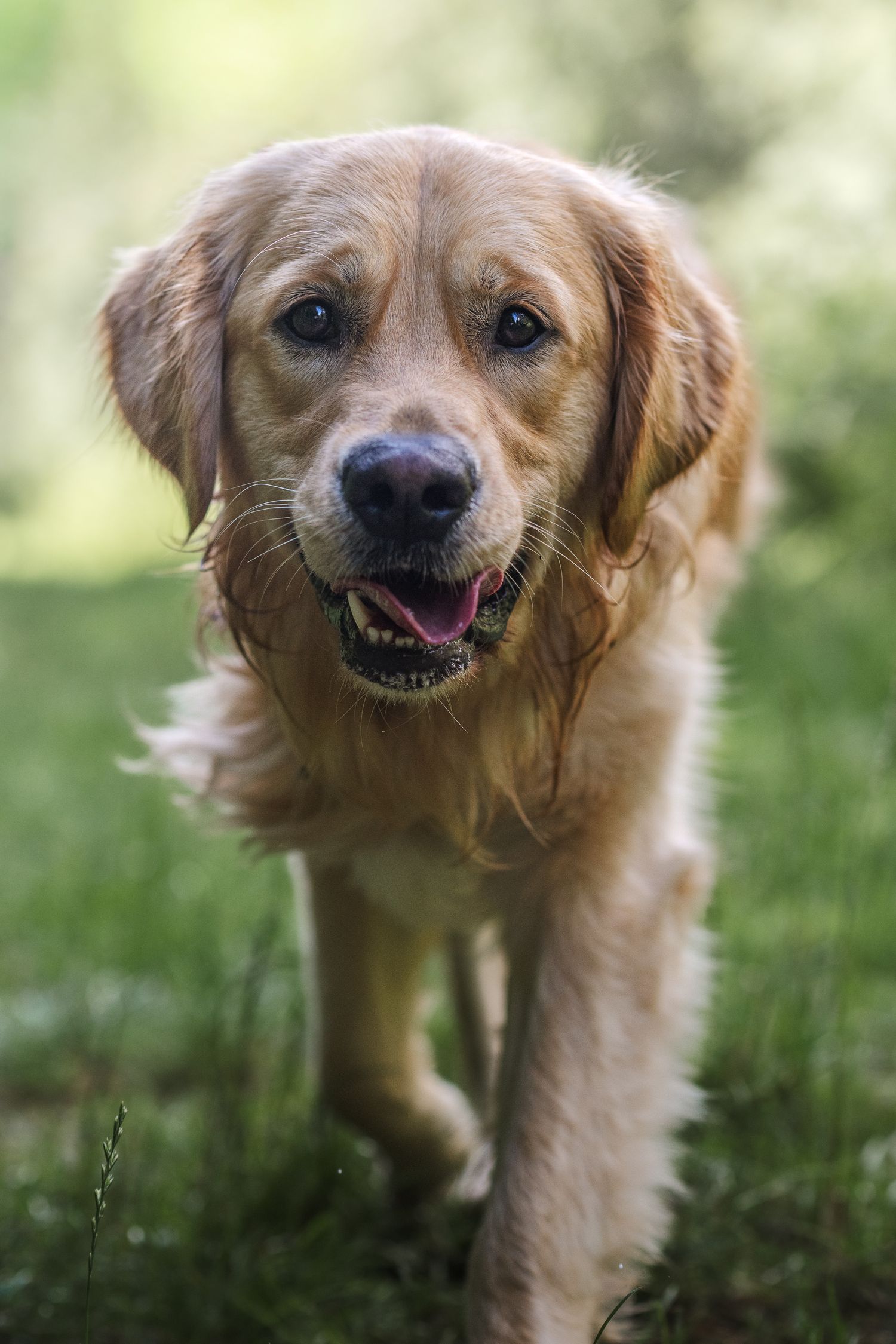 lynford stag thetford norfolk golden retriever in action