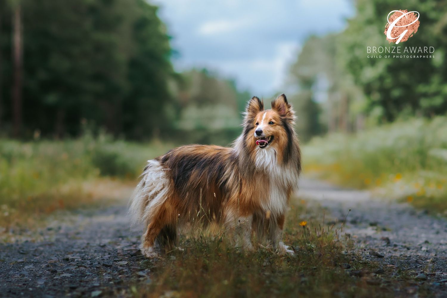 award winning pet image from the guild of photographers pappillon dog in thetford forest