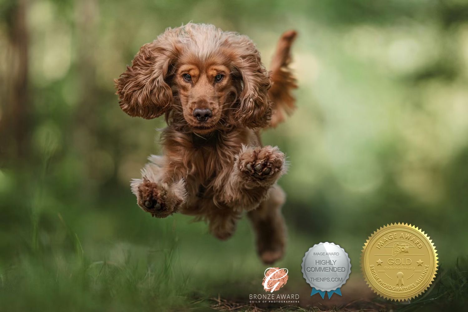 A triple award winning image of a golden cocker spaniel mid flight chasing a ball in a forest.