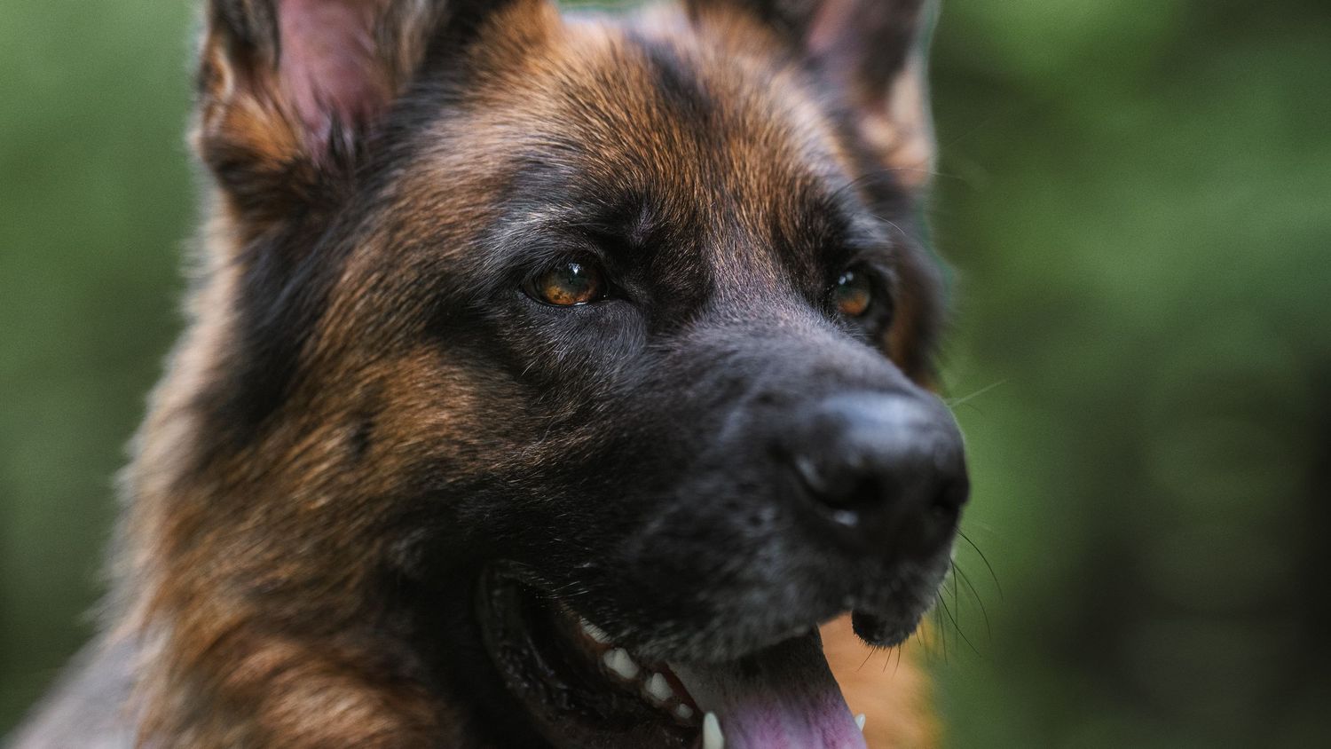 lynford stag thetford norfolk german sheperd eyes detail shot