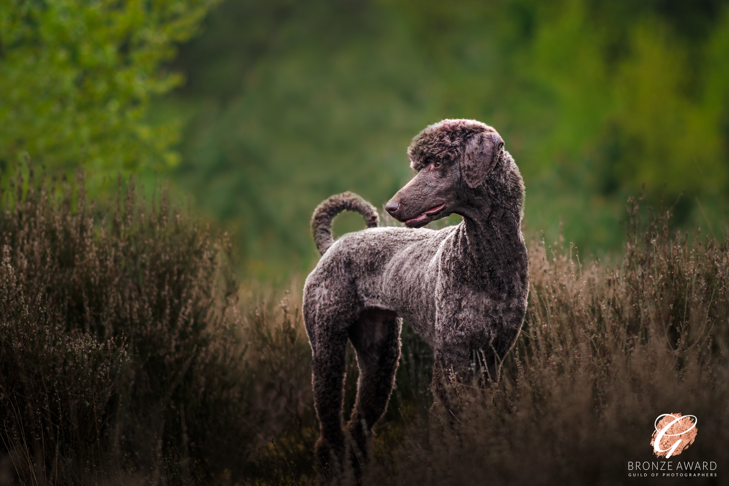 award winning pet image from the guild of photographers of a standard poodle in thetford forest, warren lodge
