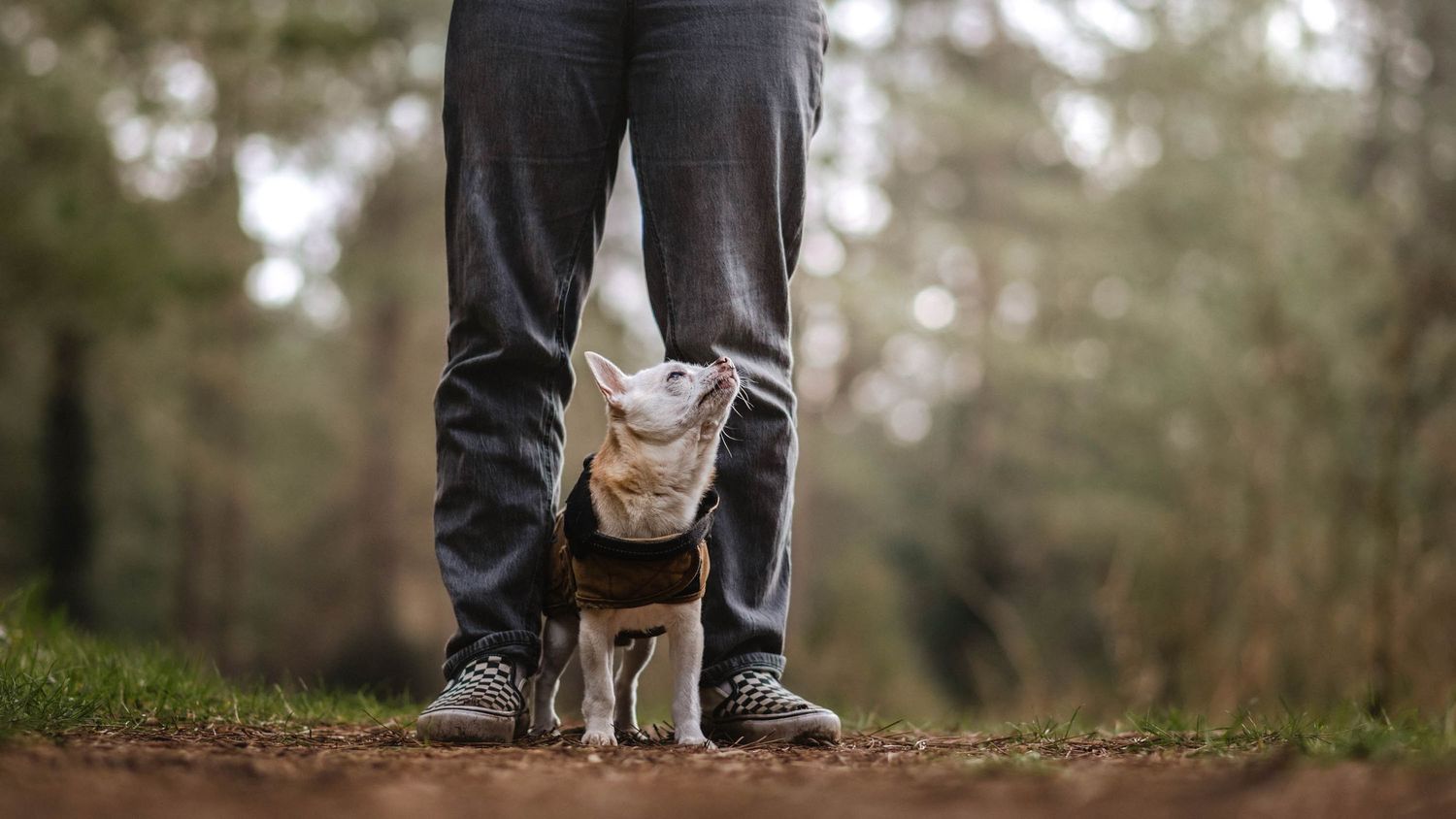 senior dog, chihuahua , end of life shoot, suffolk, bury st edmunds