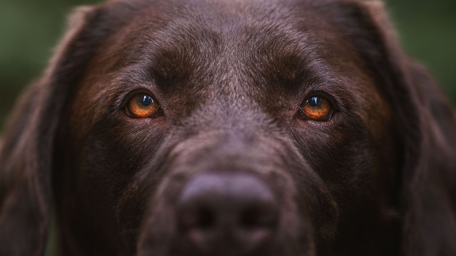 A intimate close portrait of the detailed eyes of a chocolate labrador