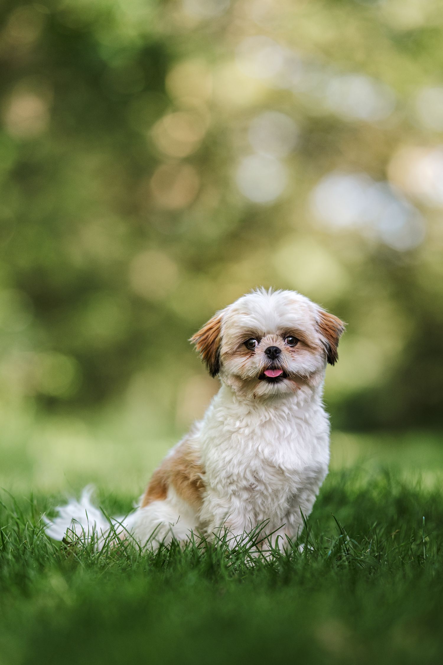 shi tzu dog posing in monks wood huntingdon