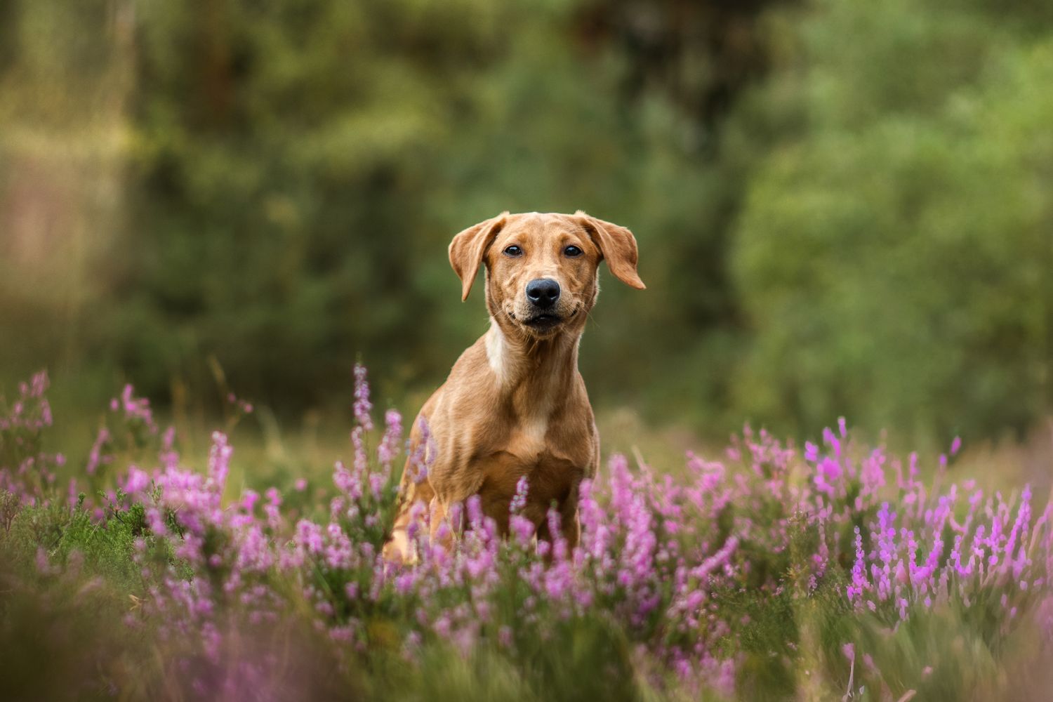 labrador puppy sat in heather at norfolk lakes