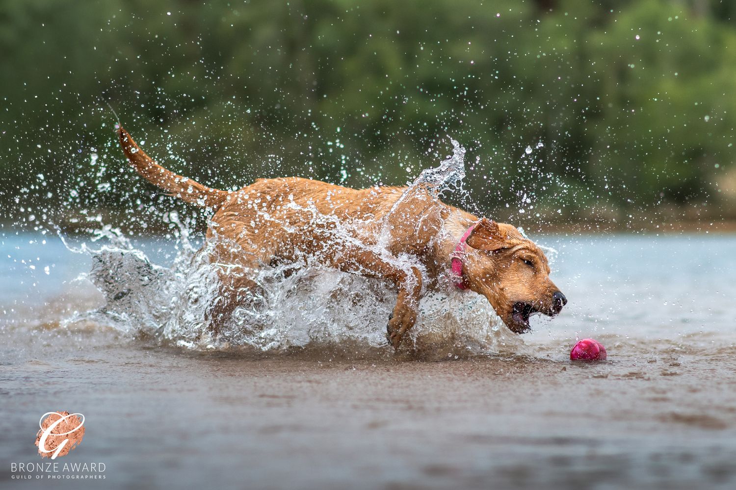 award winning pet image from the guild of photographers labrador puppy splashing in the water at kings lynn norfolk