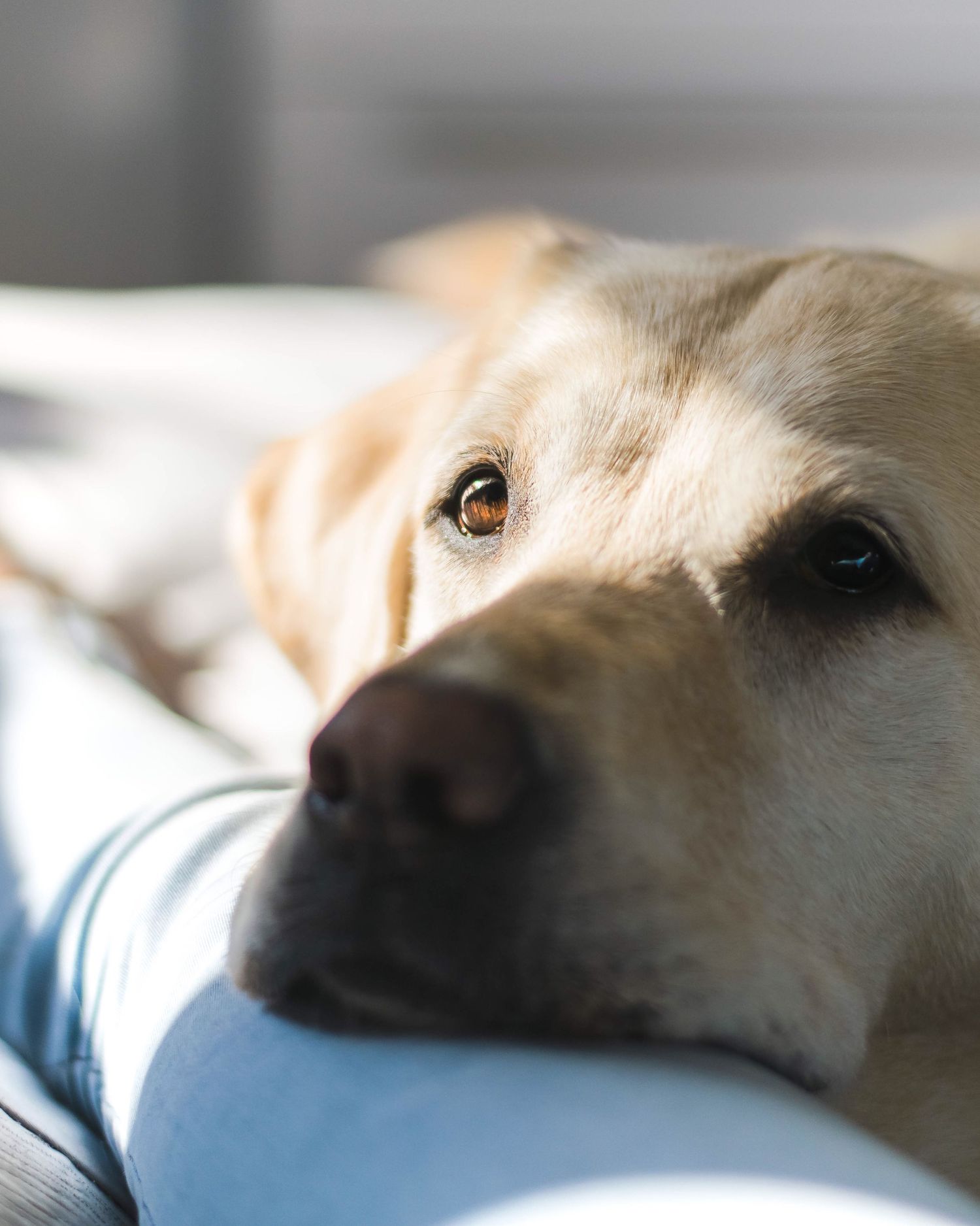 photo of labrador resting his head lovingly on his owners lap. His eyes are golden and glowy in the sun