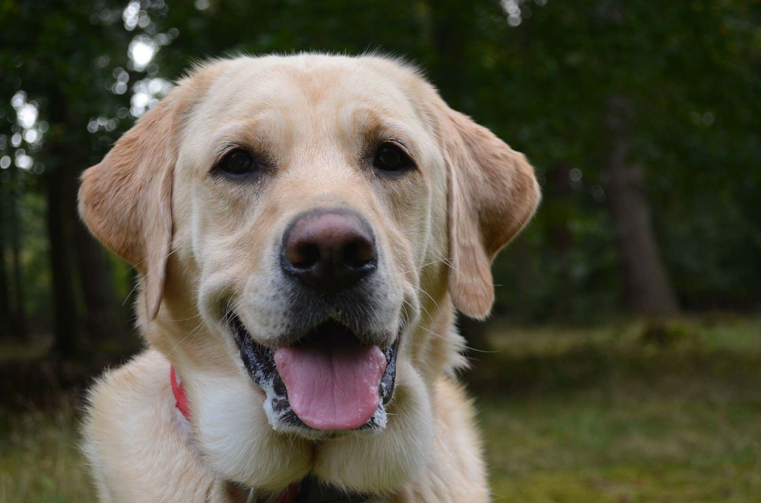 old photo of a labrador in a forest