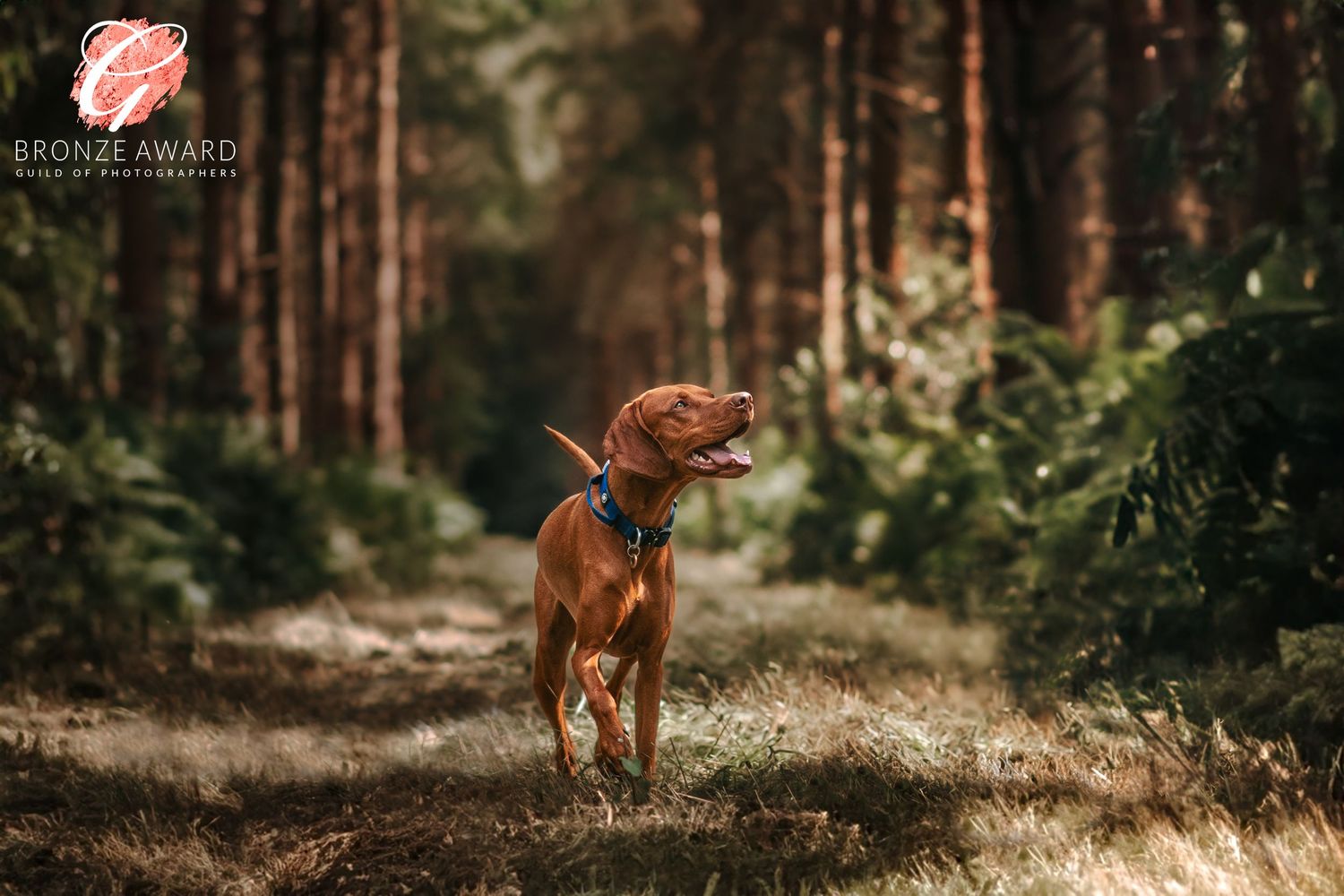 award winning pet image from the guild of photographers thetford forest vizsla dog