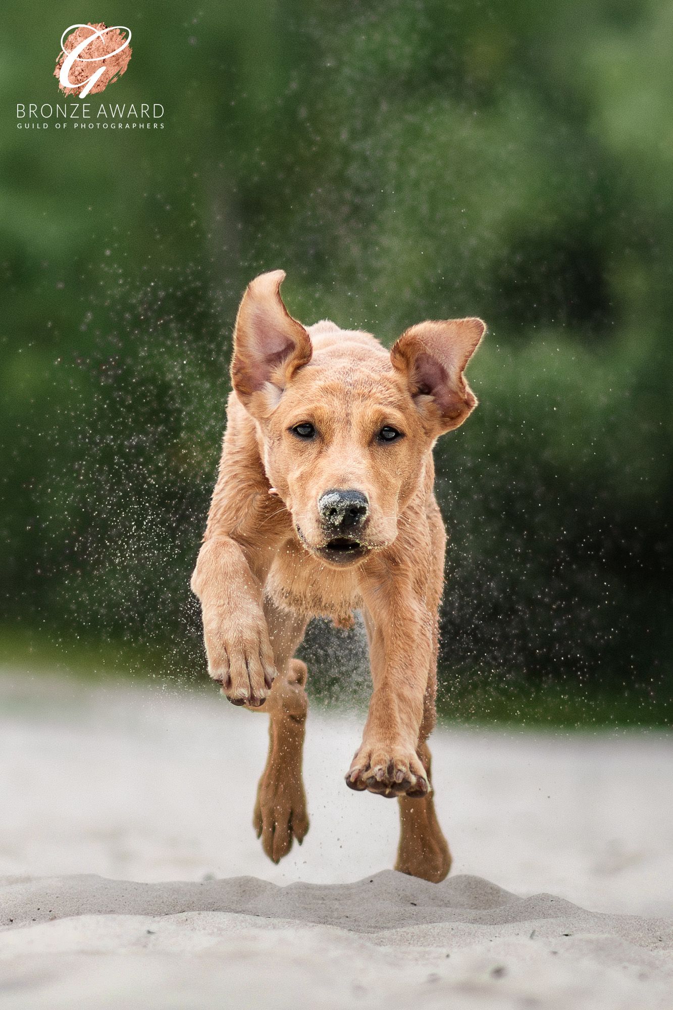 award winning pet image from the guild of photographers labrador puppy running acorss the sand at bawsey country park