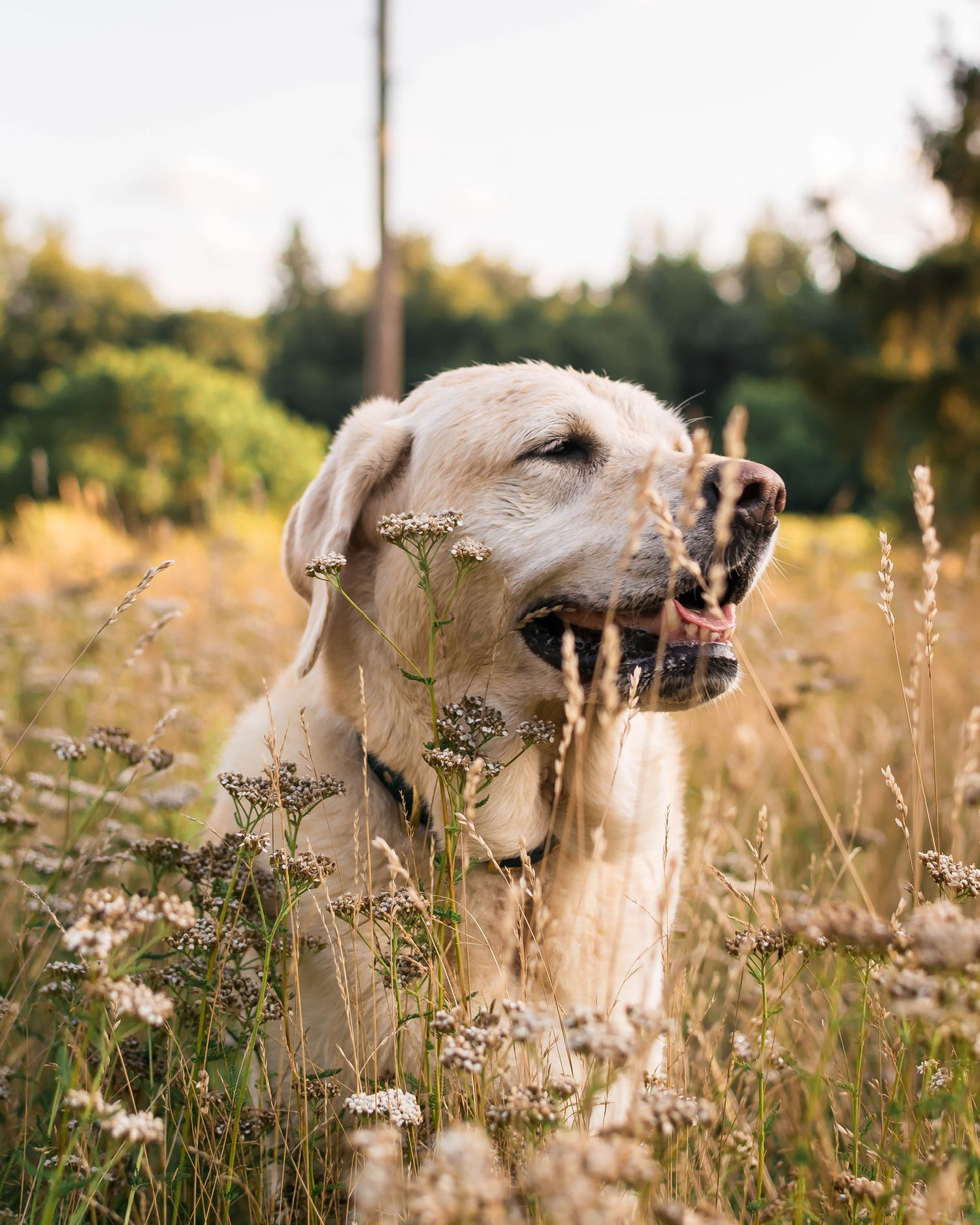 golden labrador in summer flowers