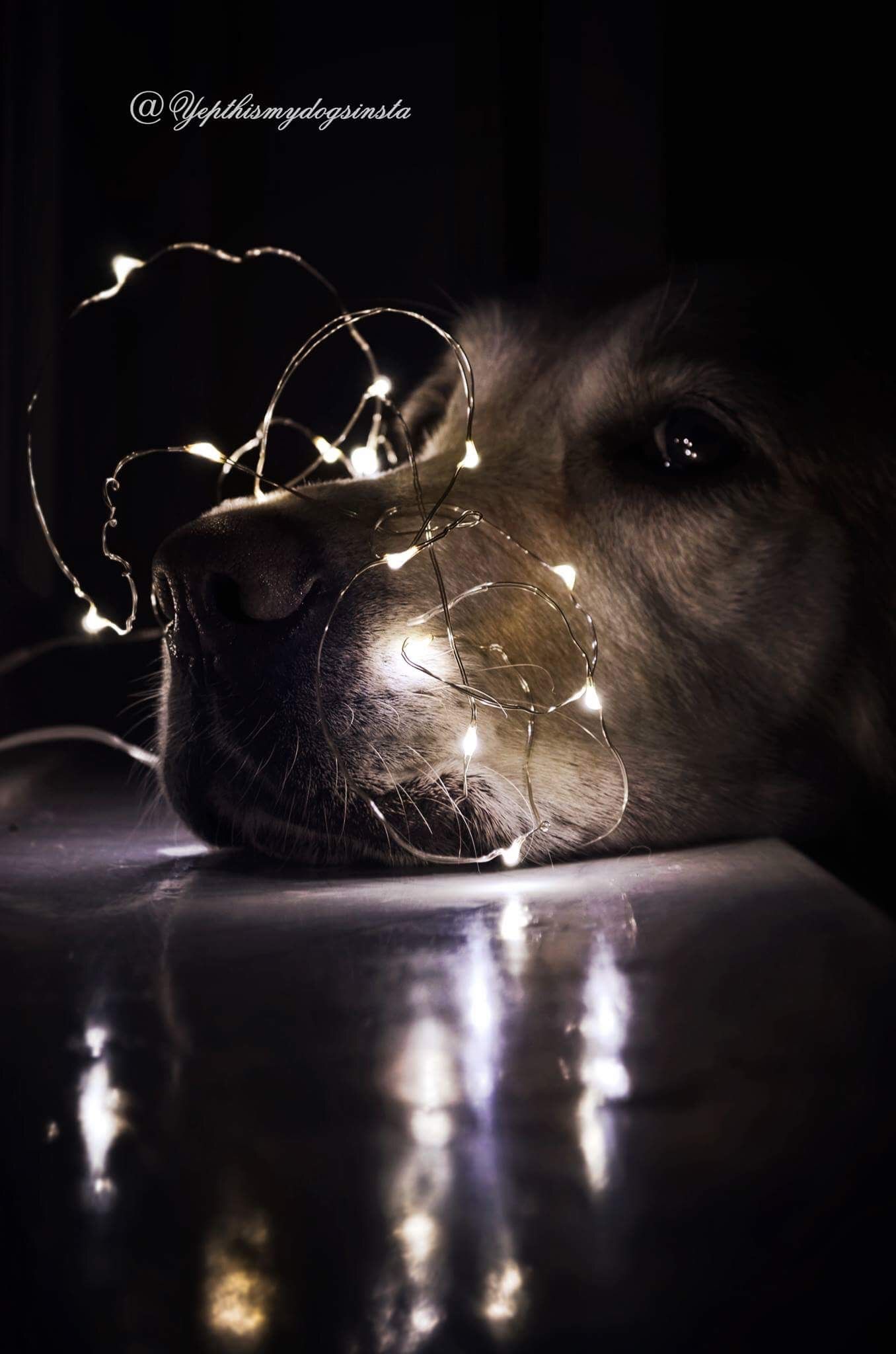 old instagram trend type image with fairy light around a dog