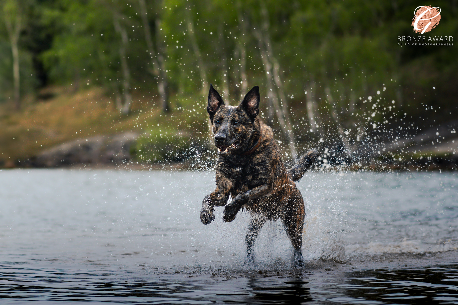 award winning pet image from the guild of photographers dutch shepherd dog running through water at bawsey country park, kings lynn