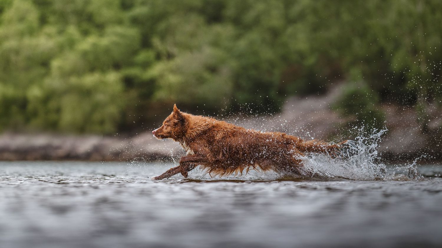 A dark red retriever dog running through water on an ourdoor lake shoot.