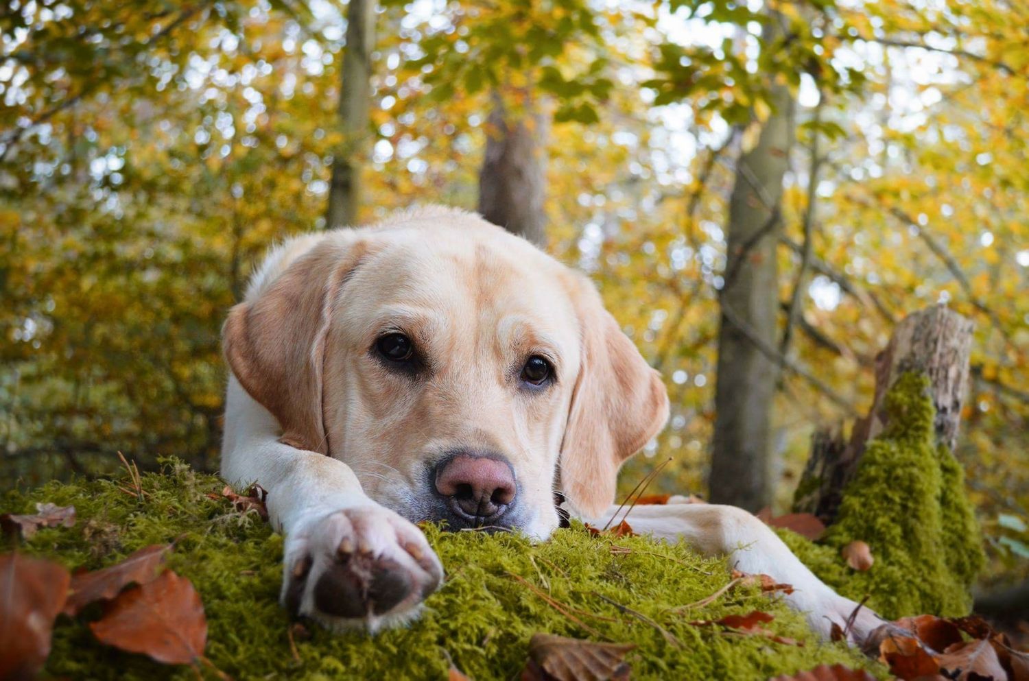 labrador laying his head on moss