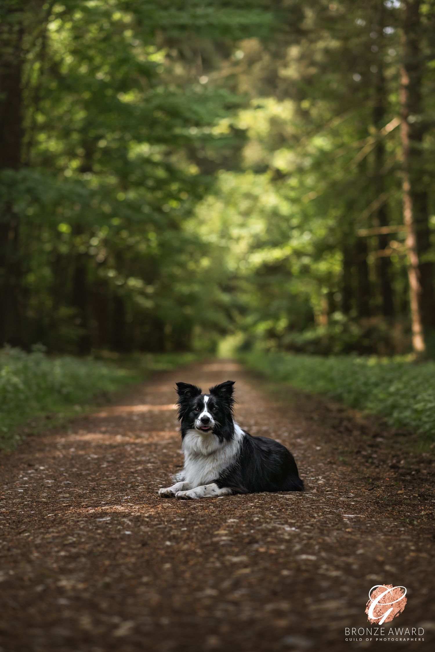 award winning pet image from the guild of photographers border collie laying down in the forest at lynford stag thetford norfolk