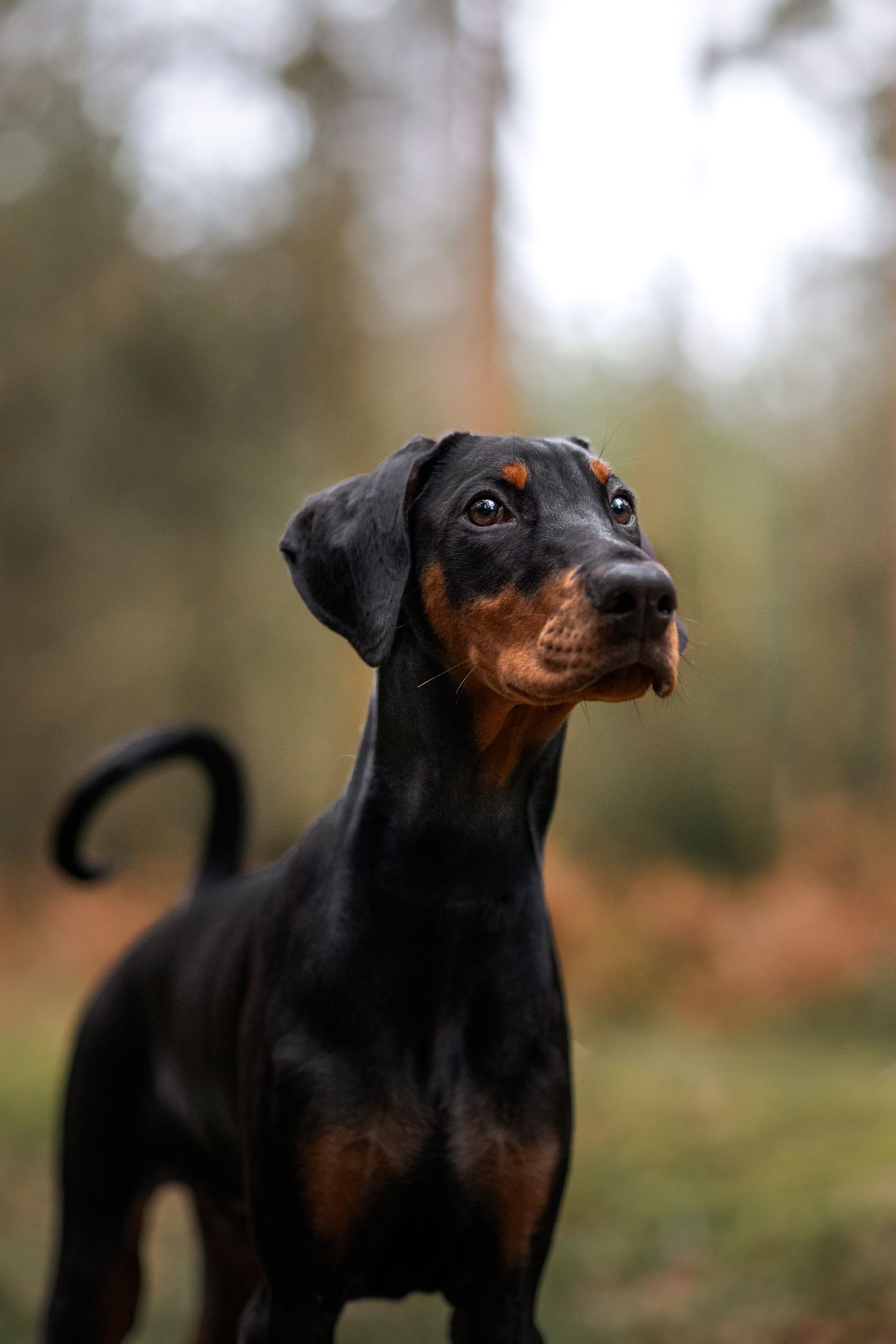 dobermann puppy posing lynford stag norfolk thetford