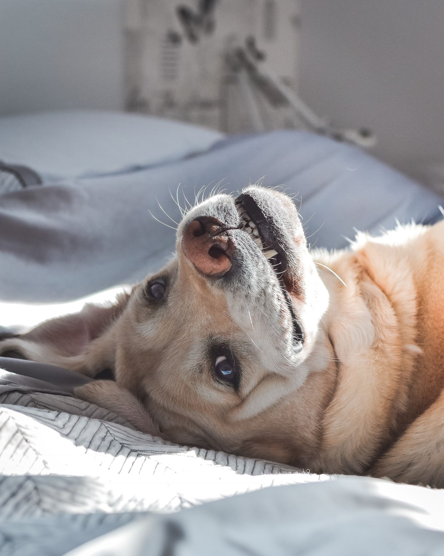 labrador retriever laying upside down looking goofy