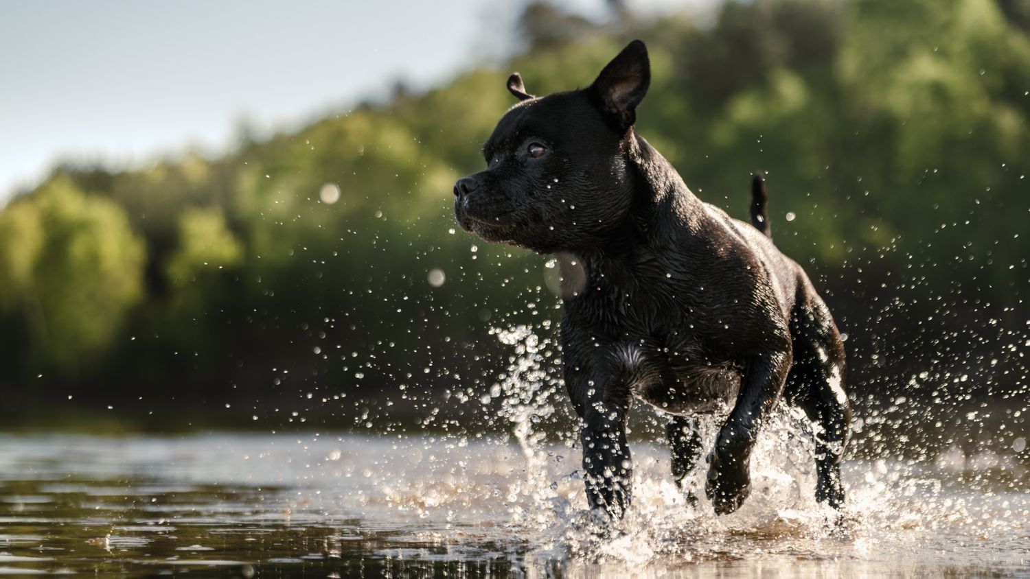 A staffordshire terrier running across a golden light lake, splashing up water spray and looking intent on something
