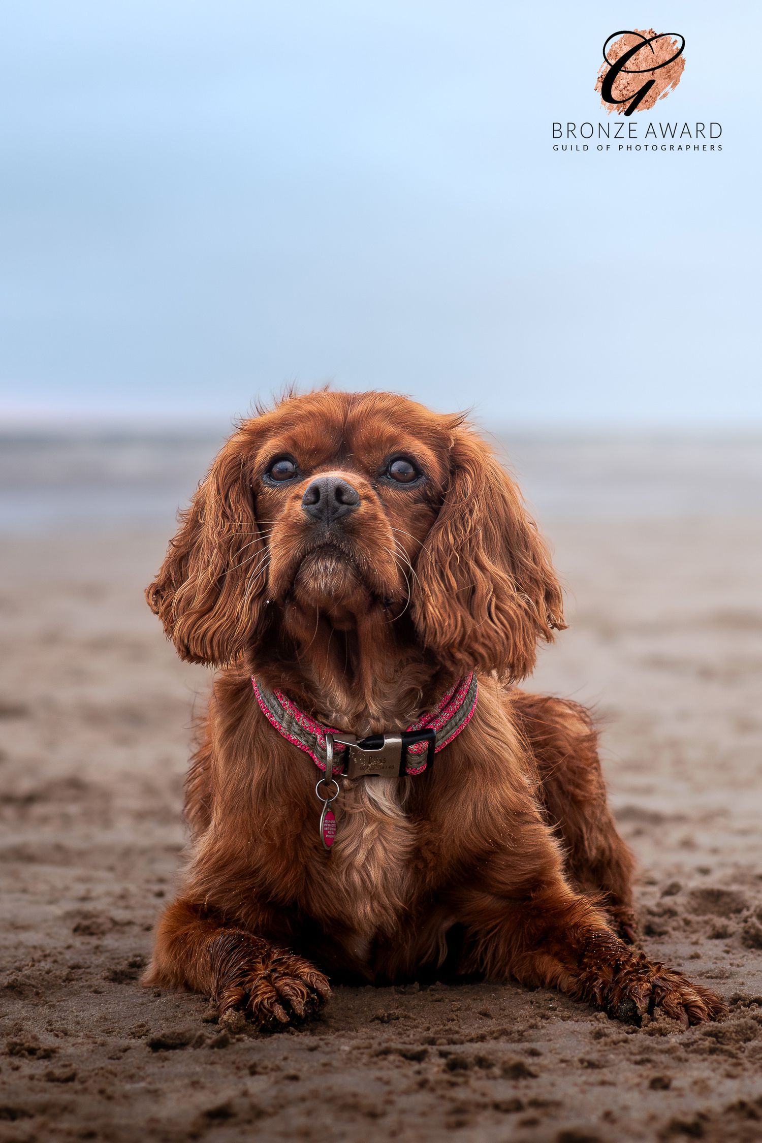 award winning pet image from the guild of photographers spaniel dog on a beach