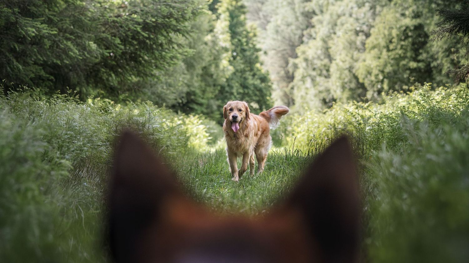 GSD and golden retriever posing in thetford forest norfolk