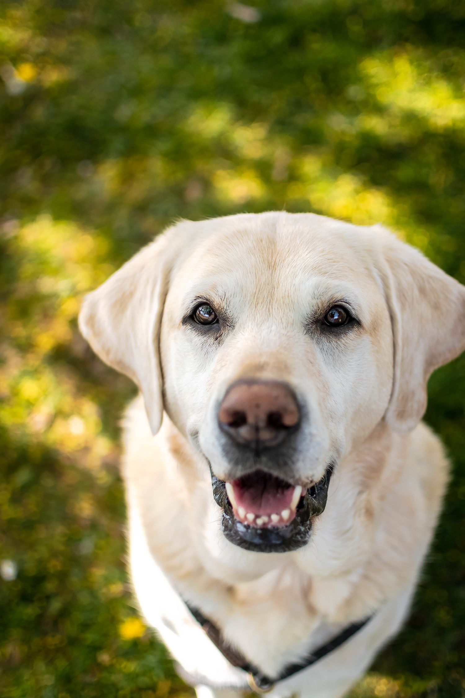 portrait of a golden lab looking lovingly upwards