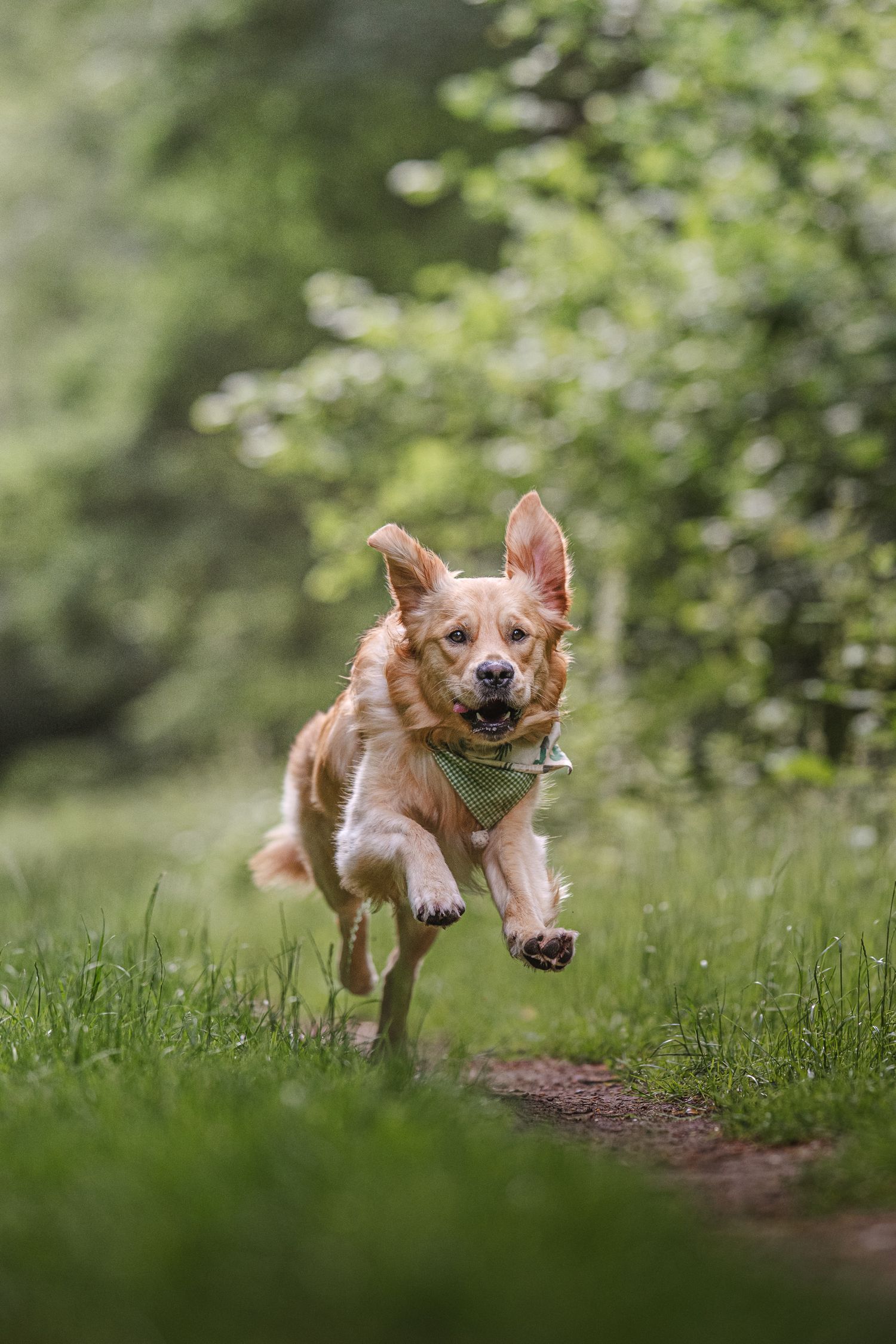 lynford stag thetford norfolk golden retriever in action