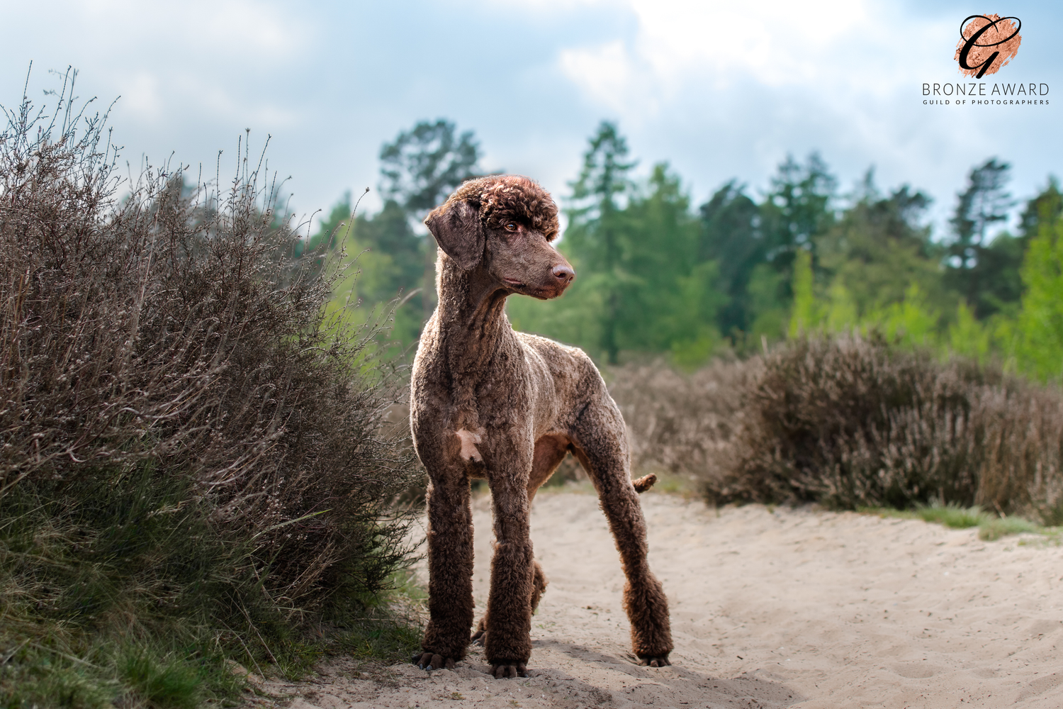 award winning pet image from the guild of photographers of a standard poodle in thetford forest, warren lodge