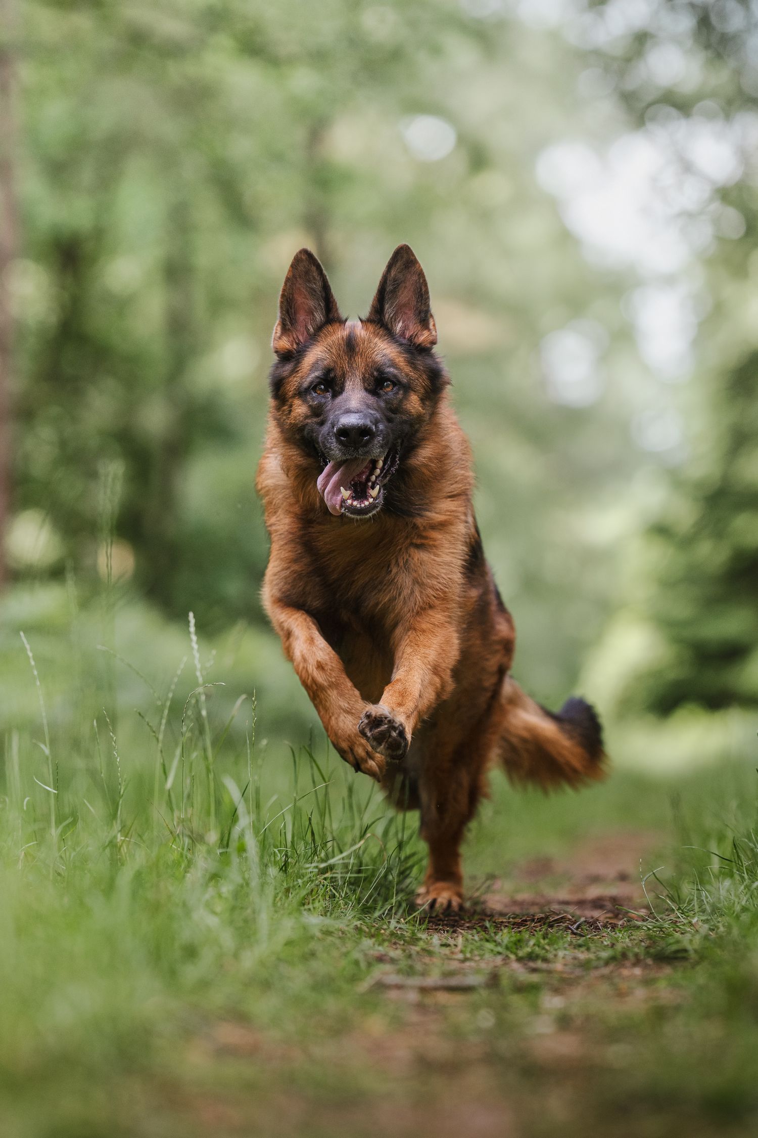 lynford stag thetford norfolk german sheperd in action