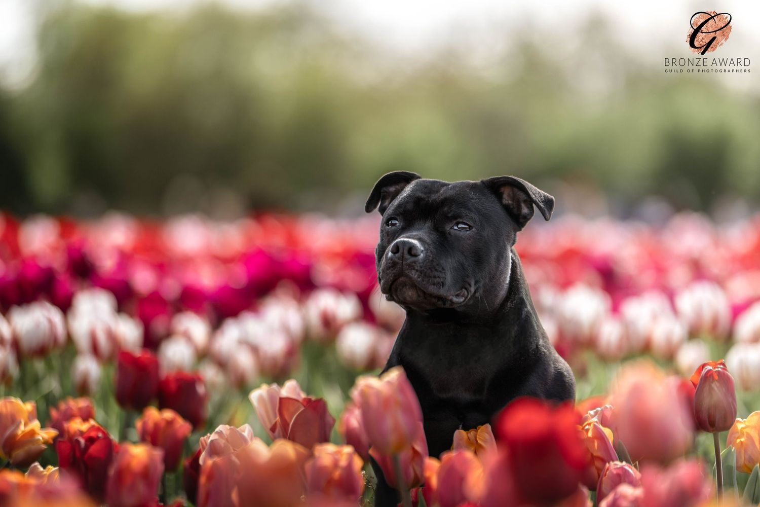 award winning pet image from the guild of photographers staffordshire terrier dog at tulleys tulips hertfordshire