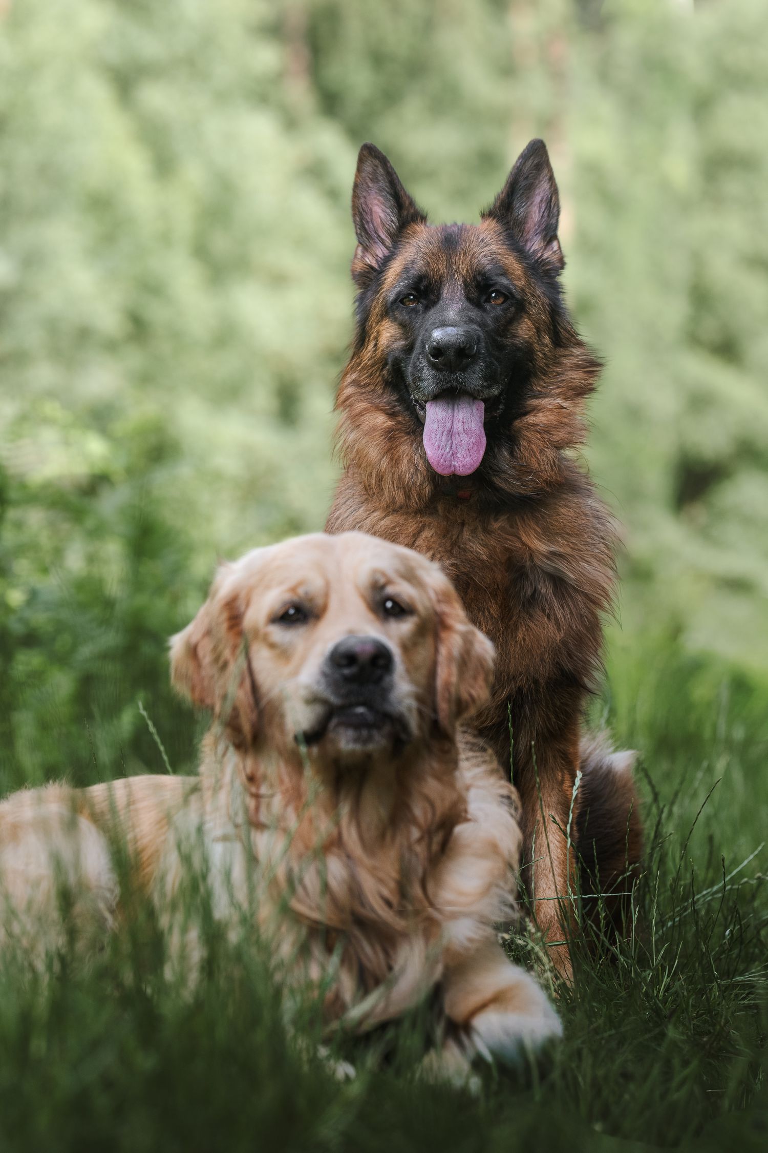 GSD and golden retriever posing in thetford forest norfolk