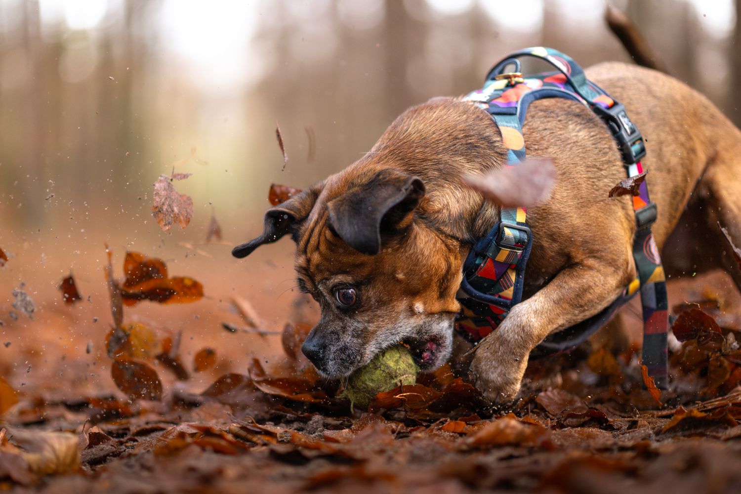 rescue dog in autumn leaves, norfolk forests