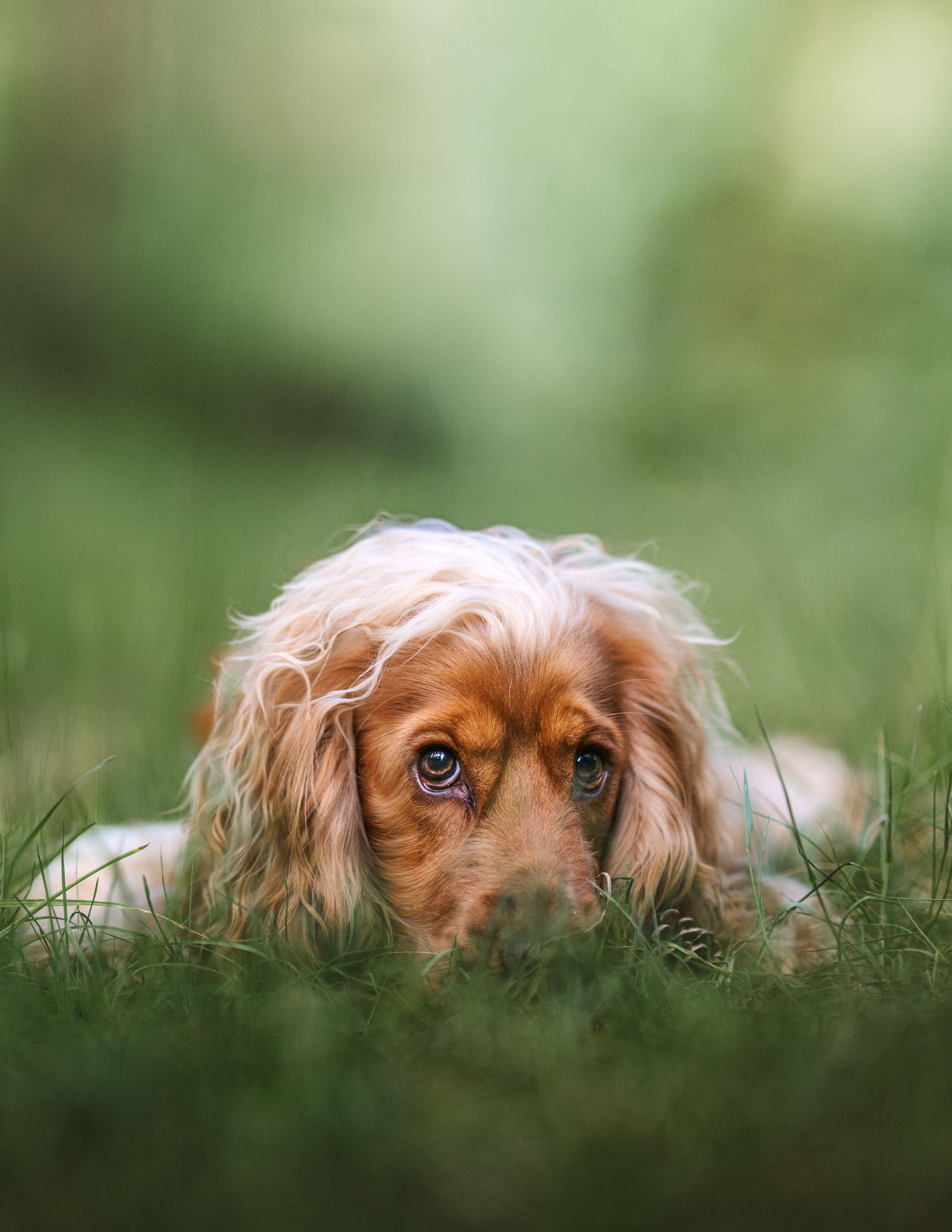 A cocker spaniel face down in the grass, backlit and showing big puppy eyes.