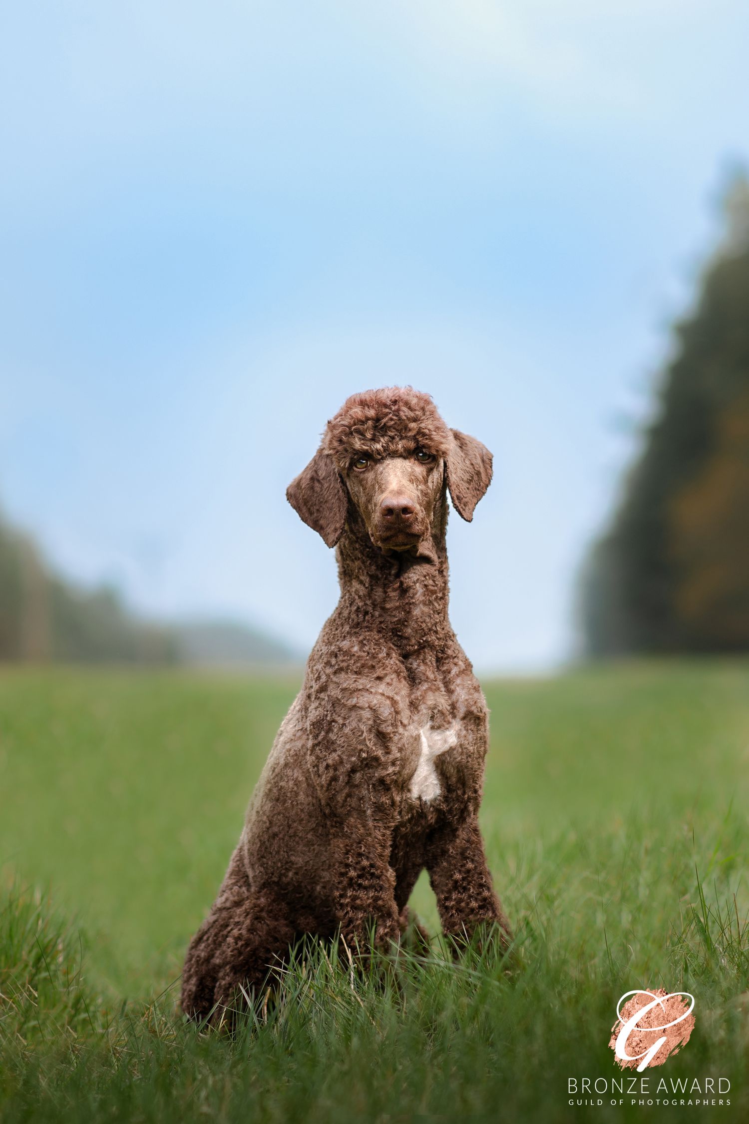 award winning pet image from the guild of photographers standard poodle dog at warren lodge thetford