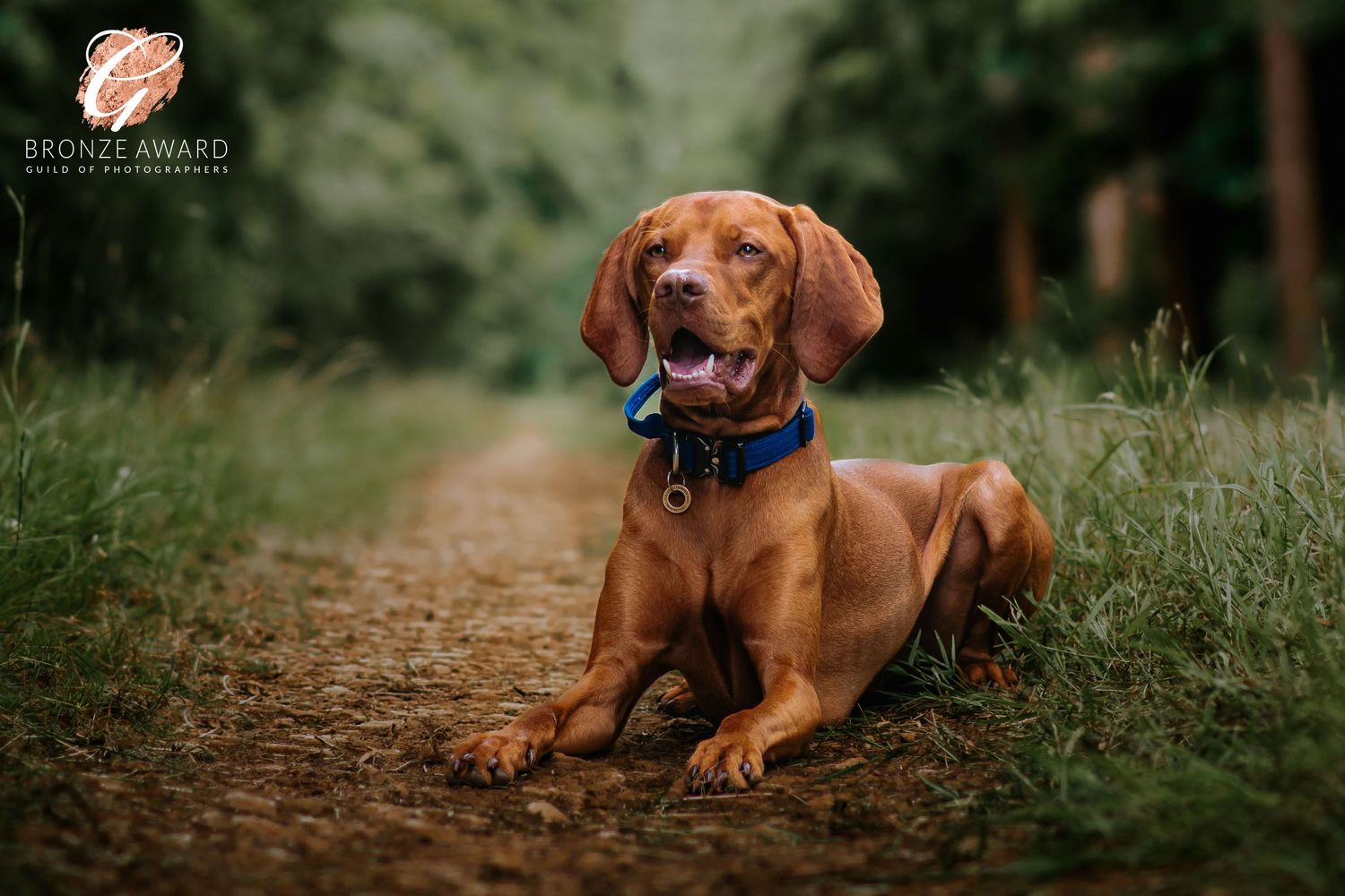 award winning pet image from the guild of photographers vizsla dog in thetford forest lynford stag