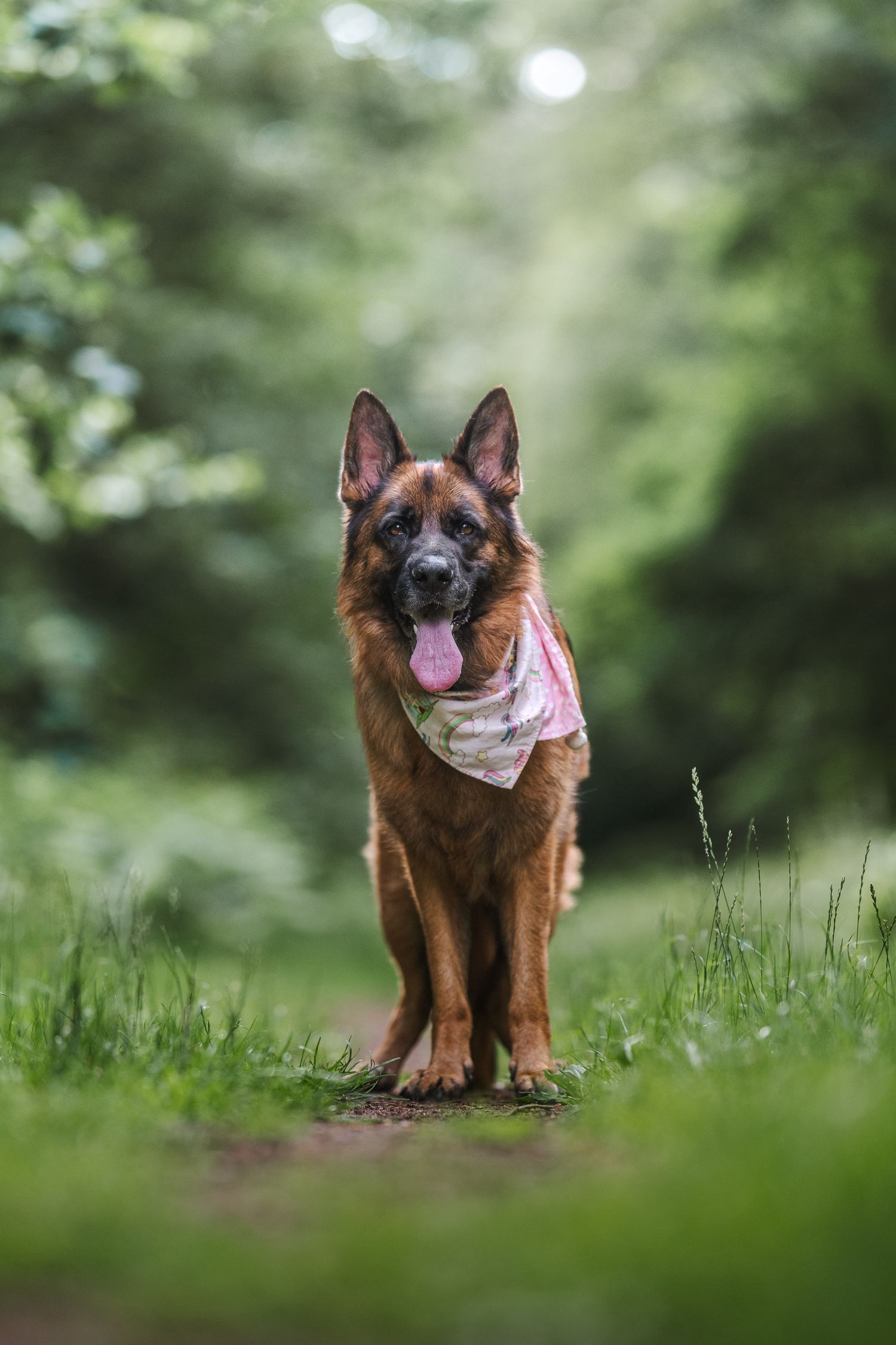 lynford stag thetford norfolk german sheperd portrrait bandana