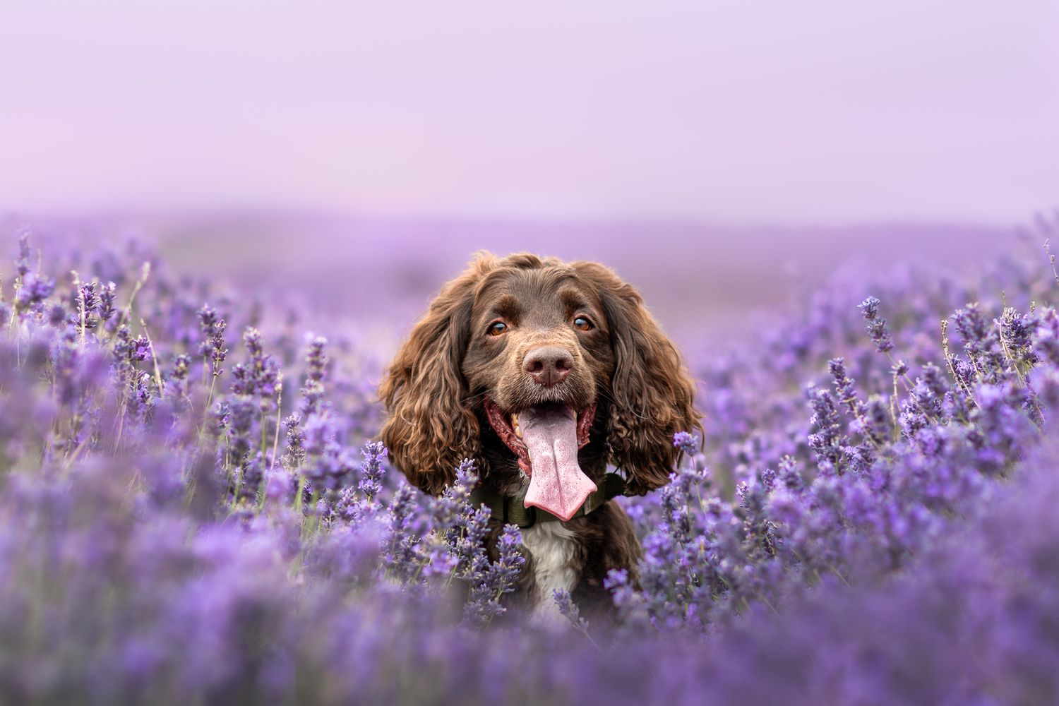 spaniel dog in lavender at hitchin lavender