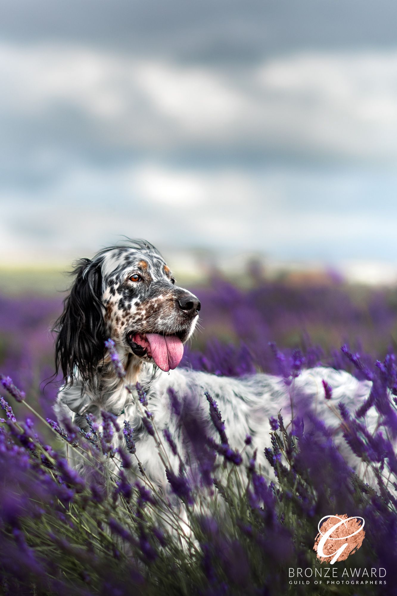 award winning pet image from the guild of photographers english setter in lavender at hitchin